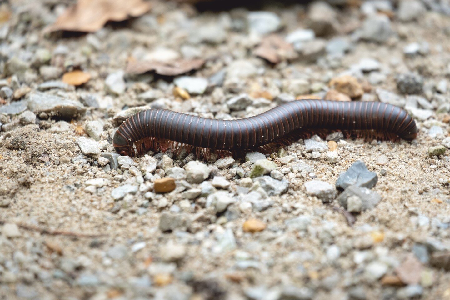 Millipede (Diplopoda) 🤎
&bull;&bull;&bull;&bull;
&ldquo;If we can teach people about wildlife, they will be touched. Share my wildlife with me. Because humans want to save things that they love.&rdquo; ― Steve Irwin
.
🦊Welcome to our #wildlife_loop
