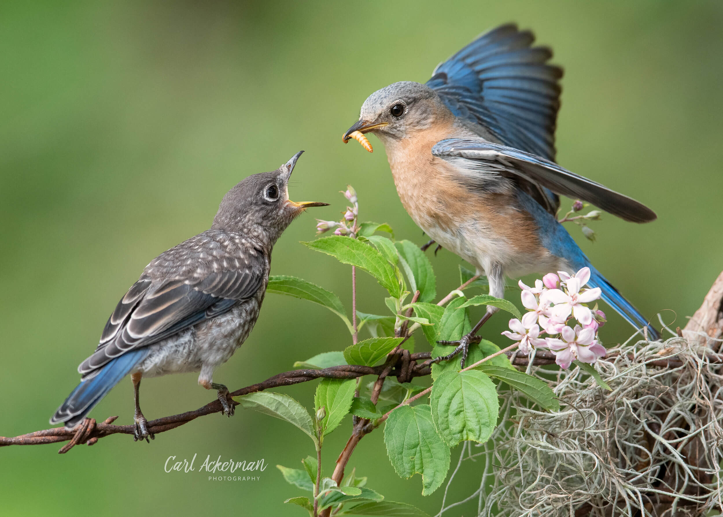 Register for Backyard Bird Photo Sessions — Carl Ackerman