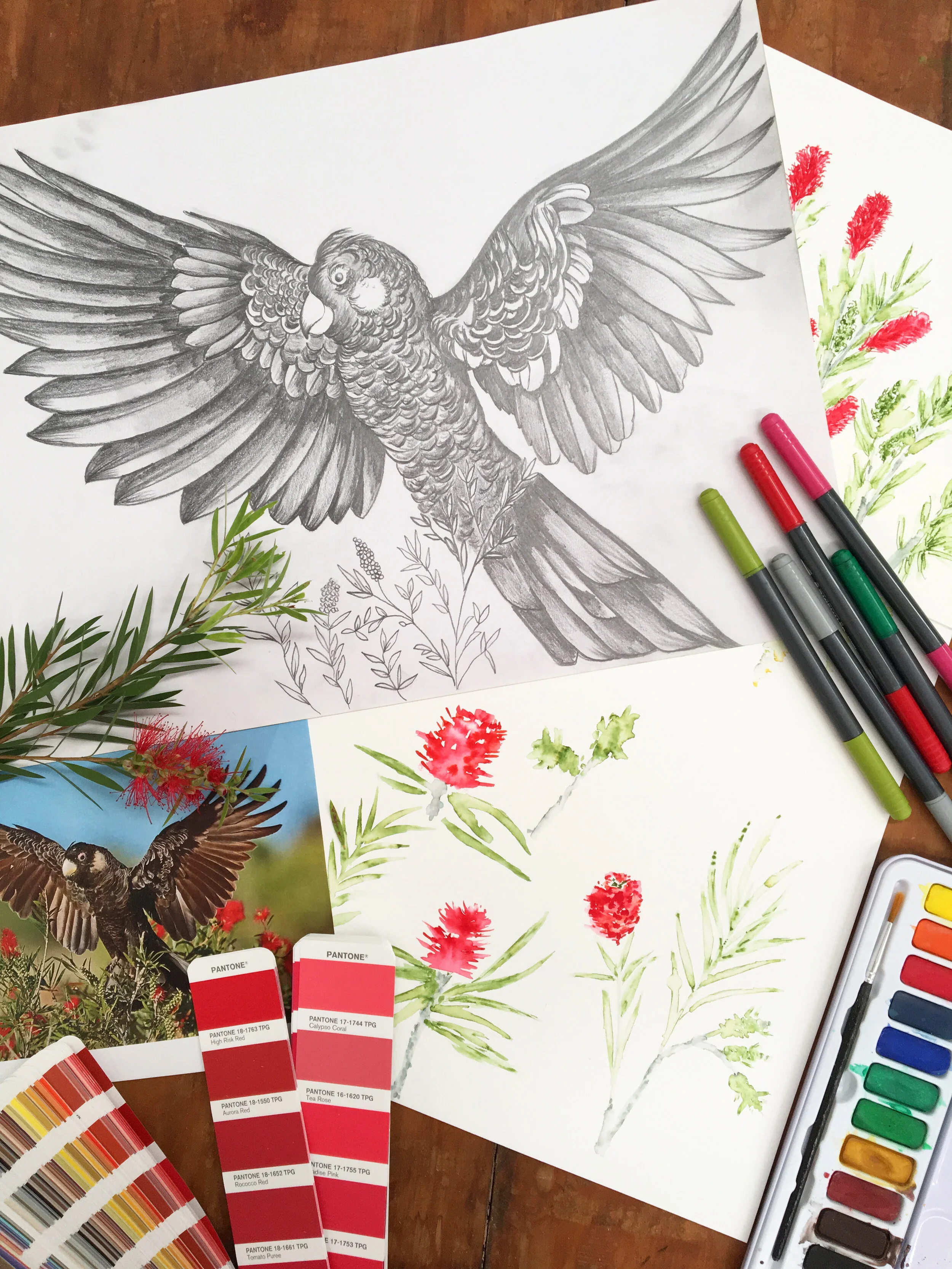 Cockatoo Background _web.jpg