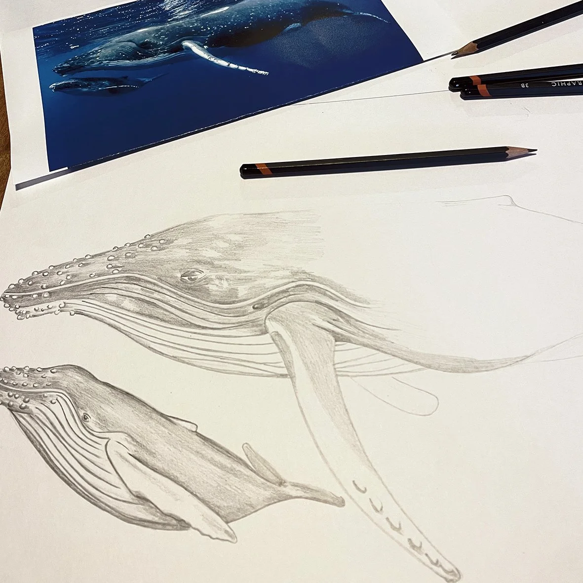 Fabriculture-whale-pencil-illustration.jpg