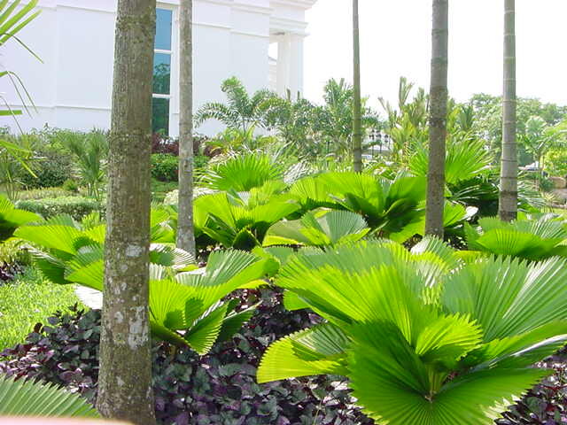 Landscape - First Silicon, Kuching