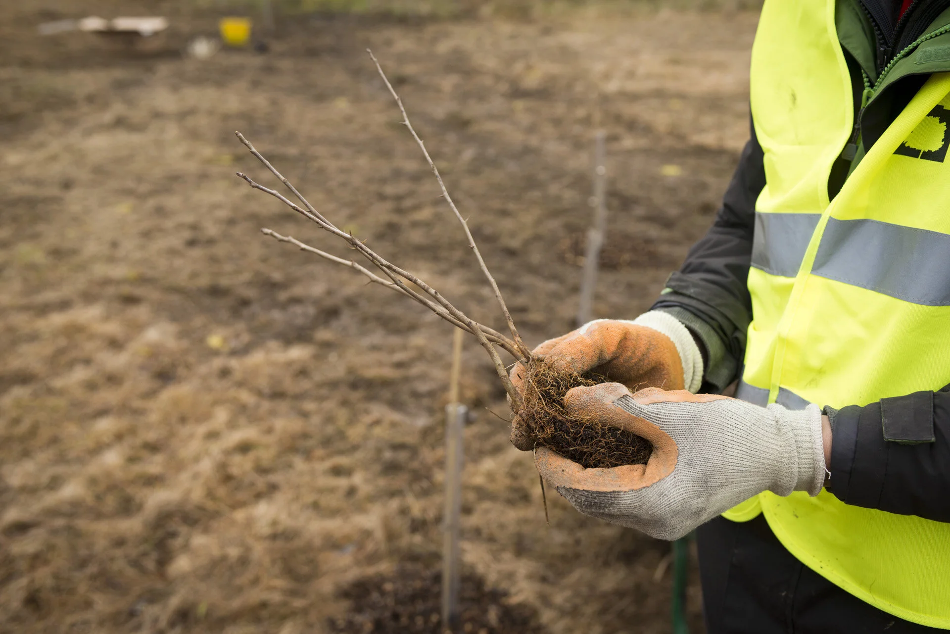 One year in the life of the ambitious Northern Forest