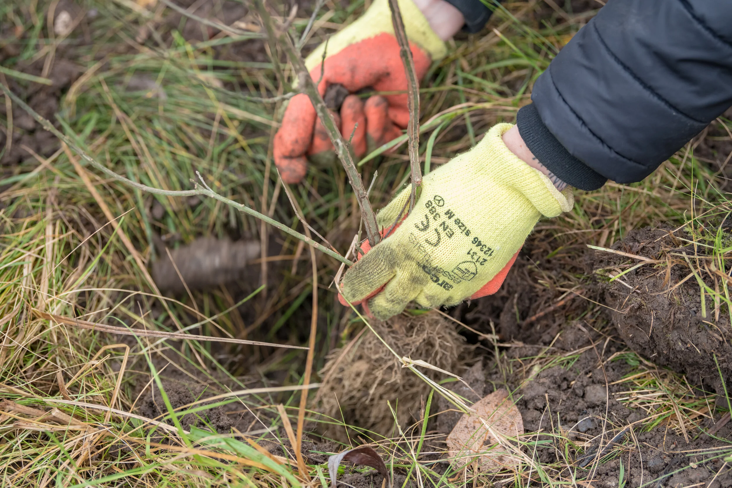 Government backs ambitious new Northern Forest plans for 50 million trees