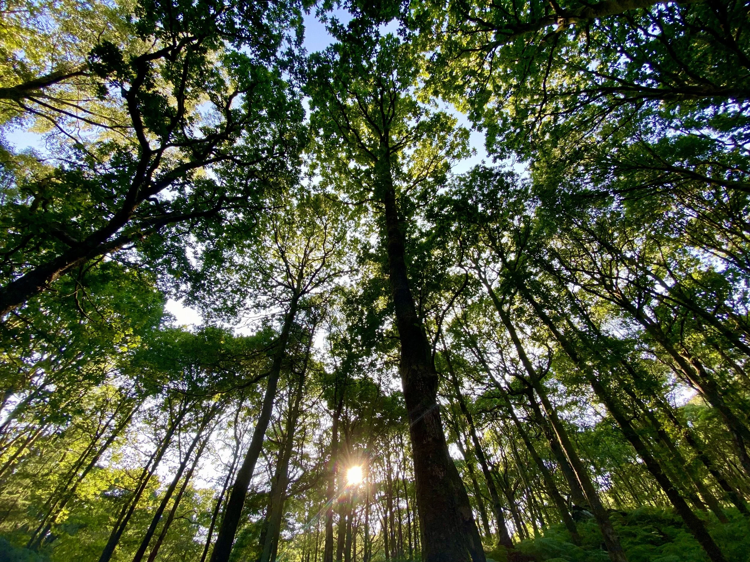 Introducing Tree Talk with... Alan Simson