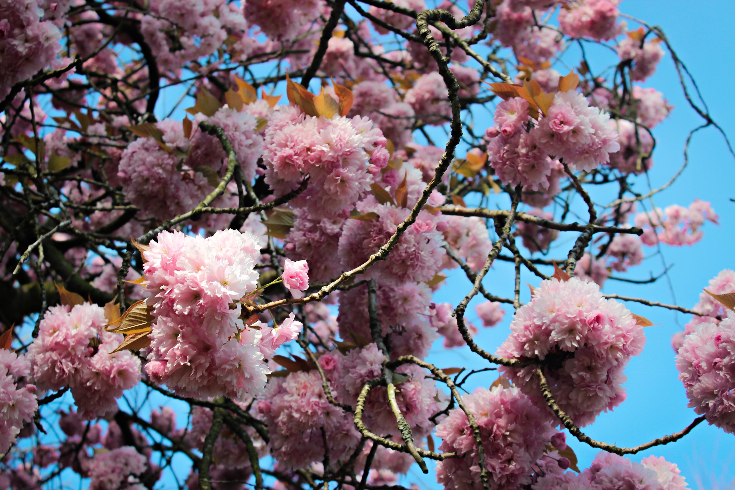 Cherry blossom - Photo by Abdullah Ali on Unsplash