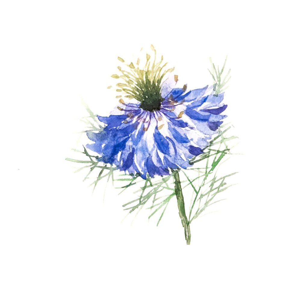 Apprendre à peindre des fleurs des champs à l'aquarelle<br /></noscript> — Atelier  Malherbe” style=”width:100%”><figcaption style=