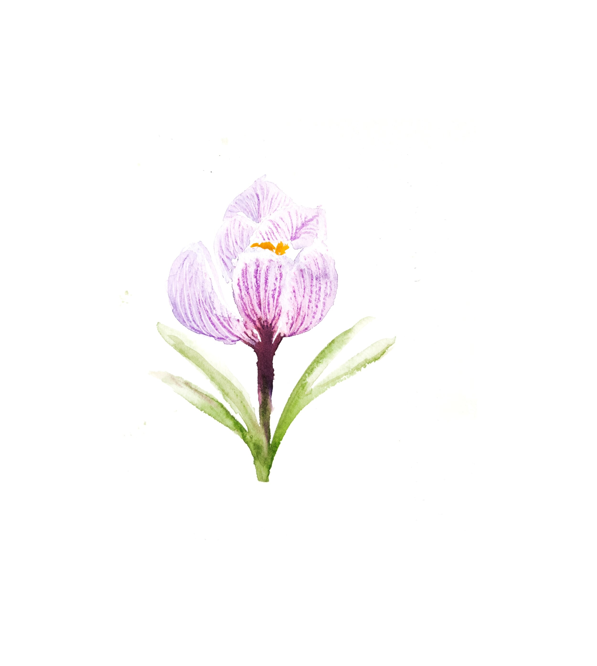 Le crocus