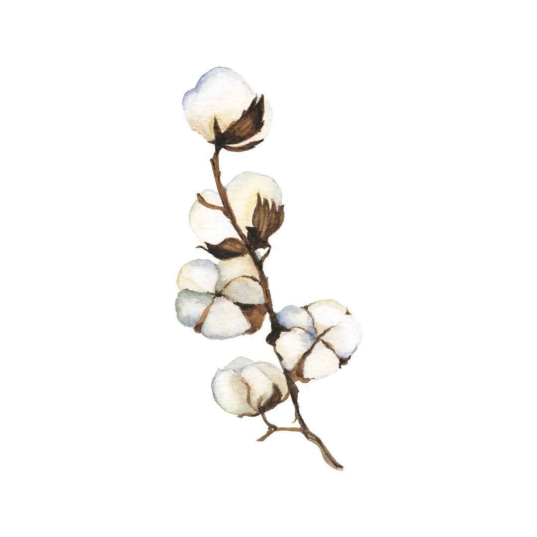 Tout savoir sur les tissus en coton biologique 