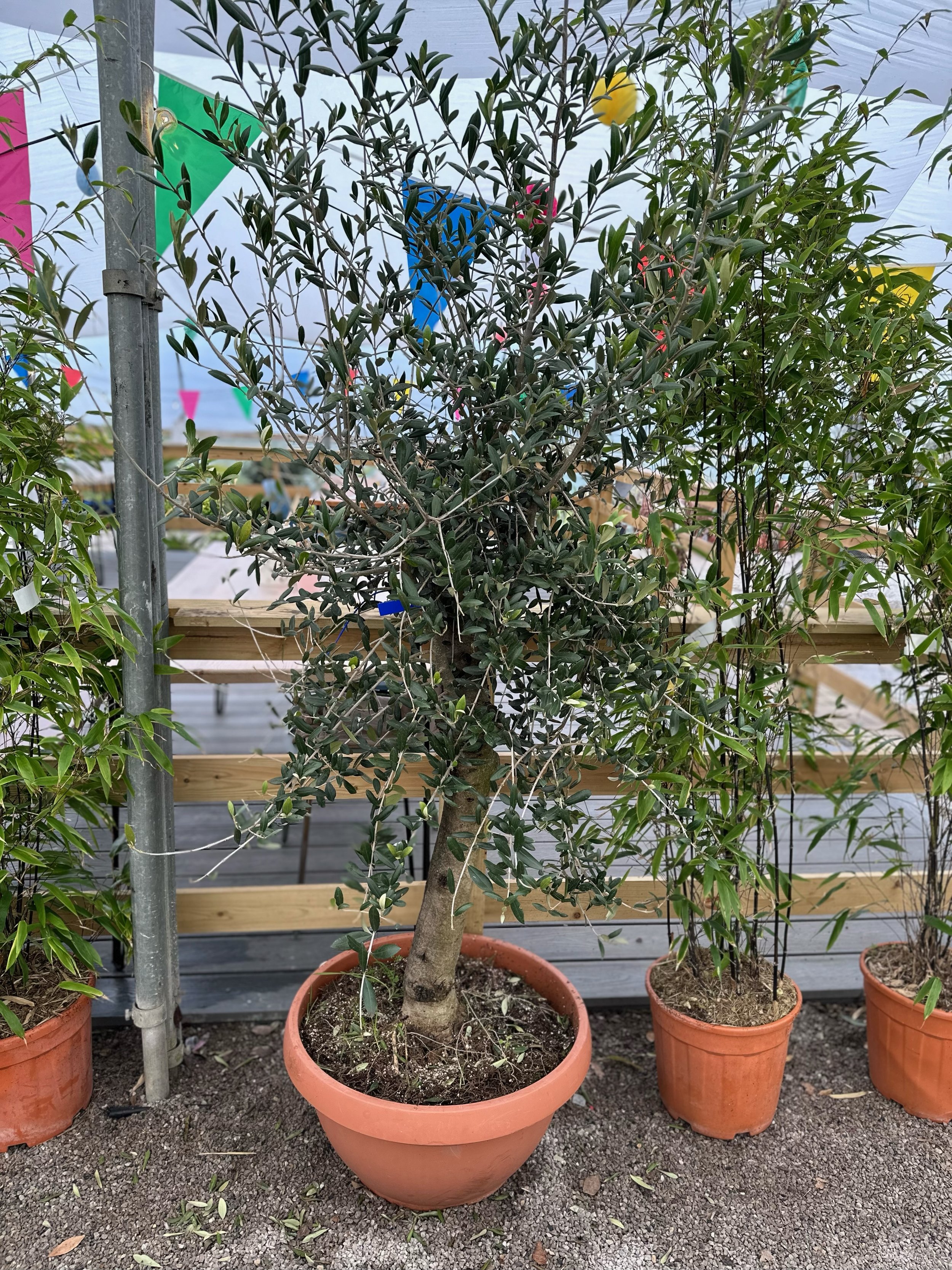 Olea Europa Bowl Std.