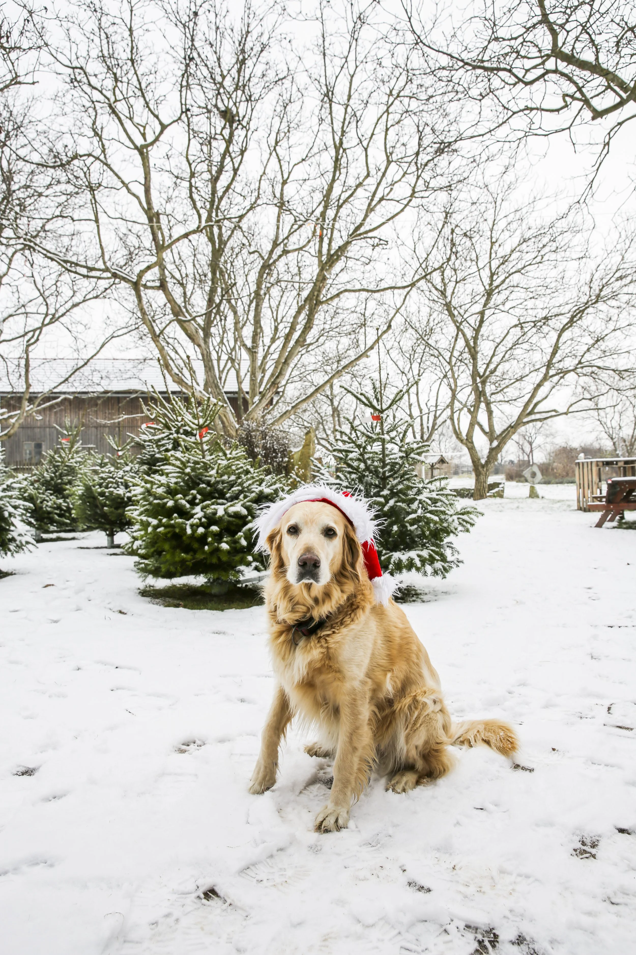 2022-12-15 Hof im Schnee, Tiere, Mira mit Mütze-3444.jpg