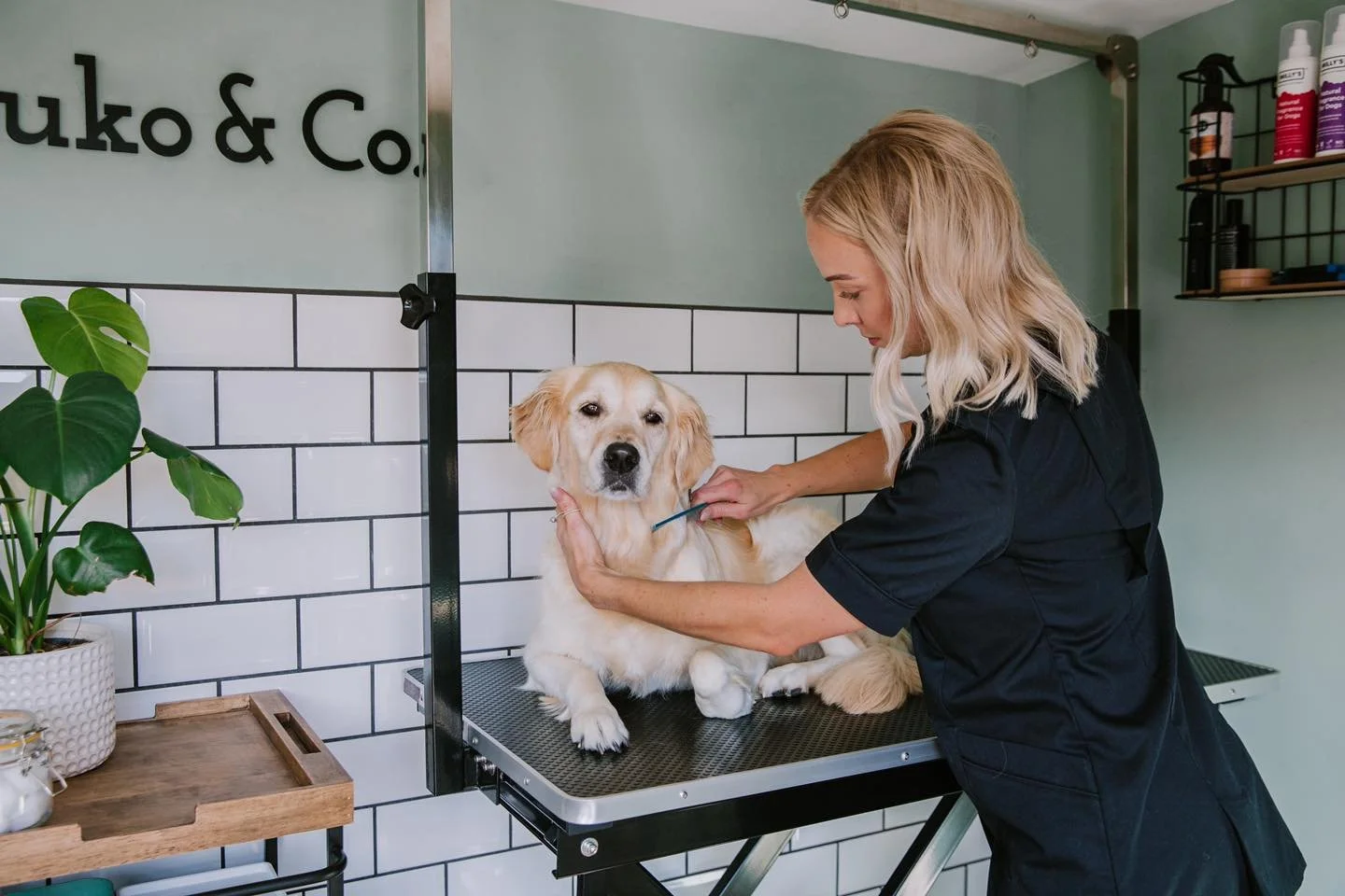 The 3 Best Dog Groomers in Bedford: No More Kitchen Sink Catastrophes