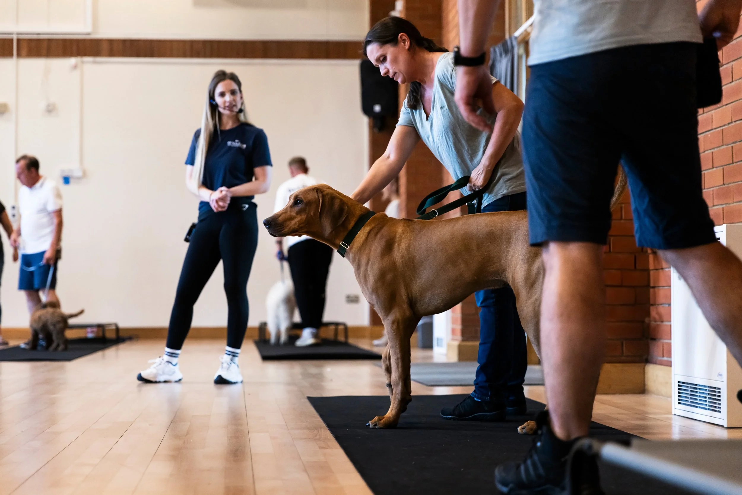 Dog Training Classes In Bedfordshire Fetch Club Dog Walking Dog 