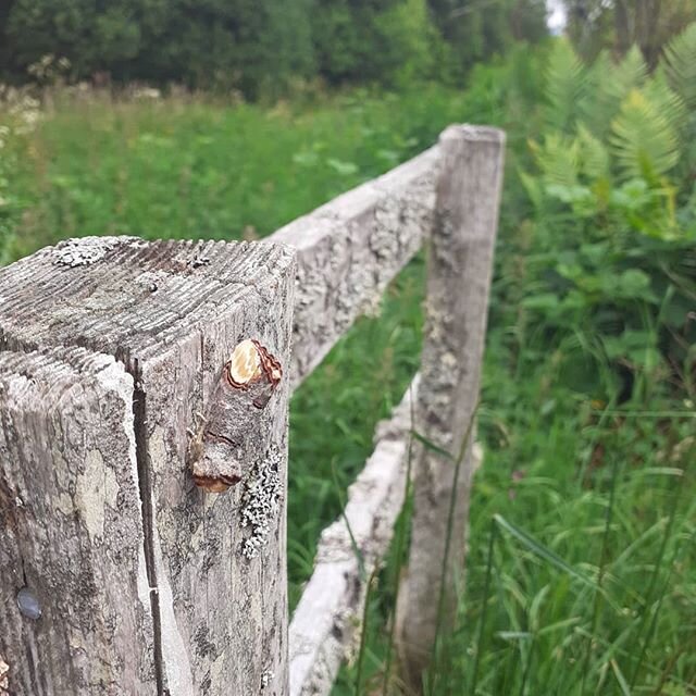 Taking a break from the hot studio this afternoon, enjoying a lovely walk. Can you spot the well camouflaged moth?!
Stopped in for supplies for dinner @finzeanfarmshop
#beautyinnature #scottishnature #beautifulscotland #aberdeenshire #shoplocal #supp