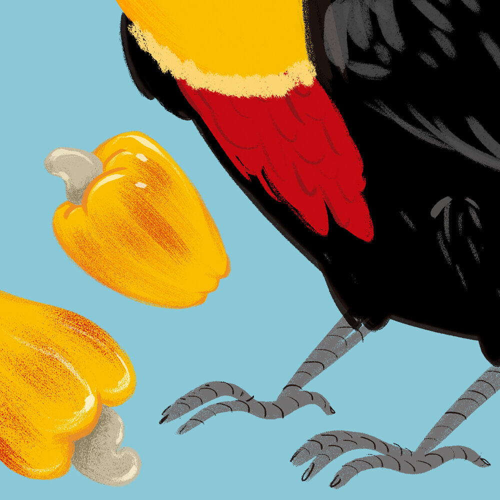 detail_toucan.jpg