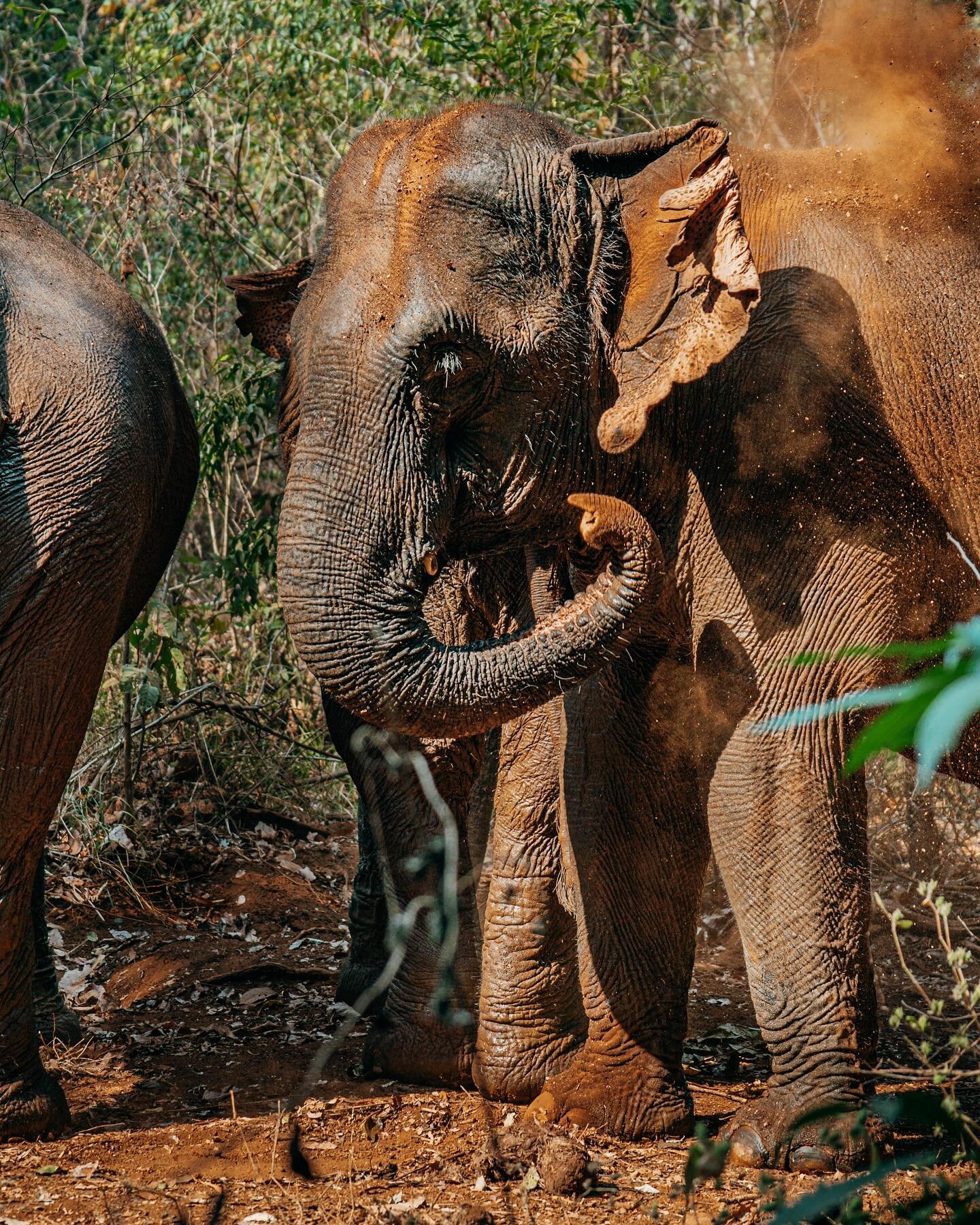 These elephants are now in their old age &amp; thanks to the work of @evpcambodia, they get to retire in a semi-wild state &amp; live out the rest of their days in peace! Prior to their admission to this sanctuary, these elephants were abused &amp; o