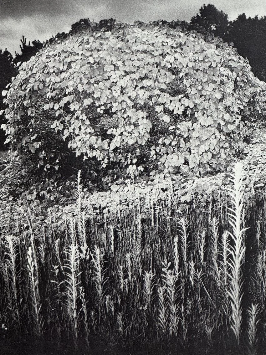 Japan: A Self-portrait. International Centre of Photography, New York, 1979