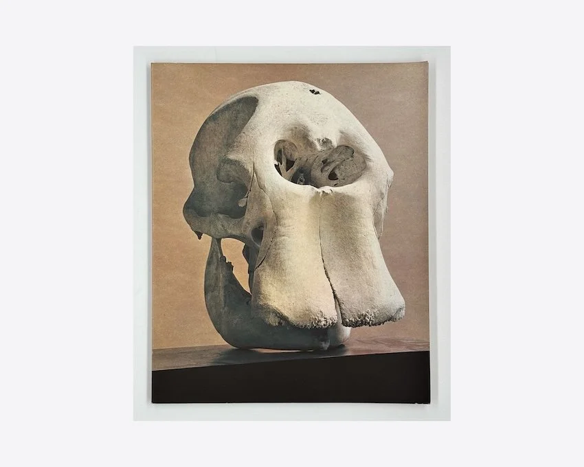 Henry Moore: Elephant Skull. Gerald Cramer, Geneva, 1970.