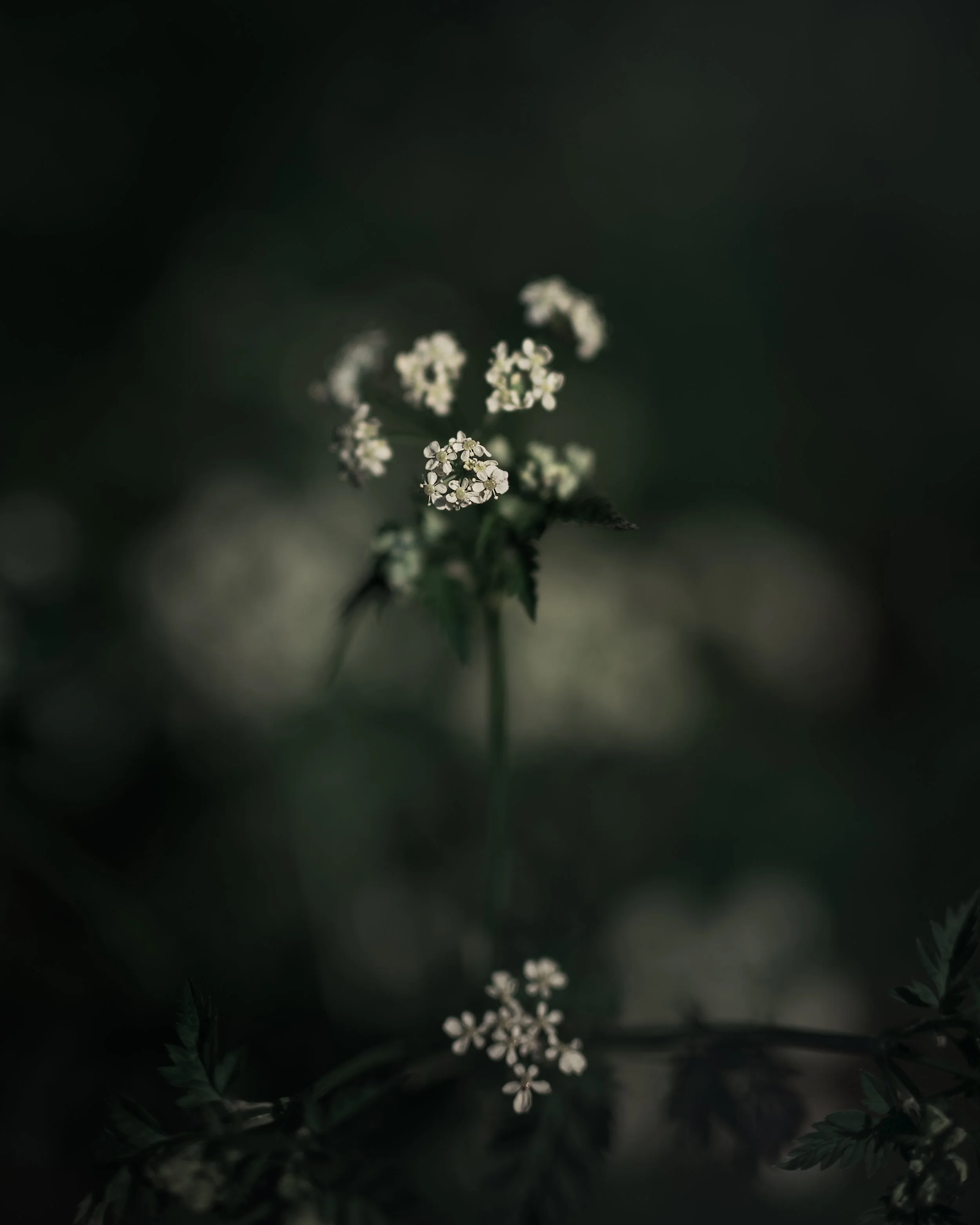 Sony & Canon Composition Fix 05.jpg