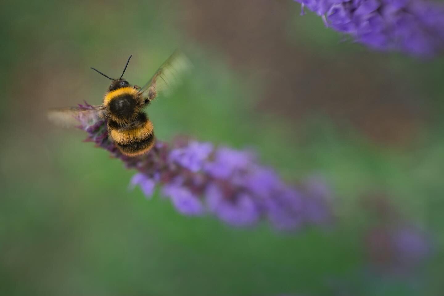 Busy bee 🐝
Captured with the Lensbaby Sol 45 and my extension tubes.

&bull;&bull;&bull;&bull;&bull;&bull;&bull;

🌿Feel free to use my ambassador code WSOFIA for a 10% discount on Lensbaby products. Check link in bio.

Have a Lensbaby question? ple