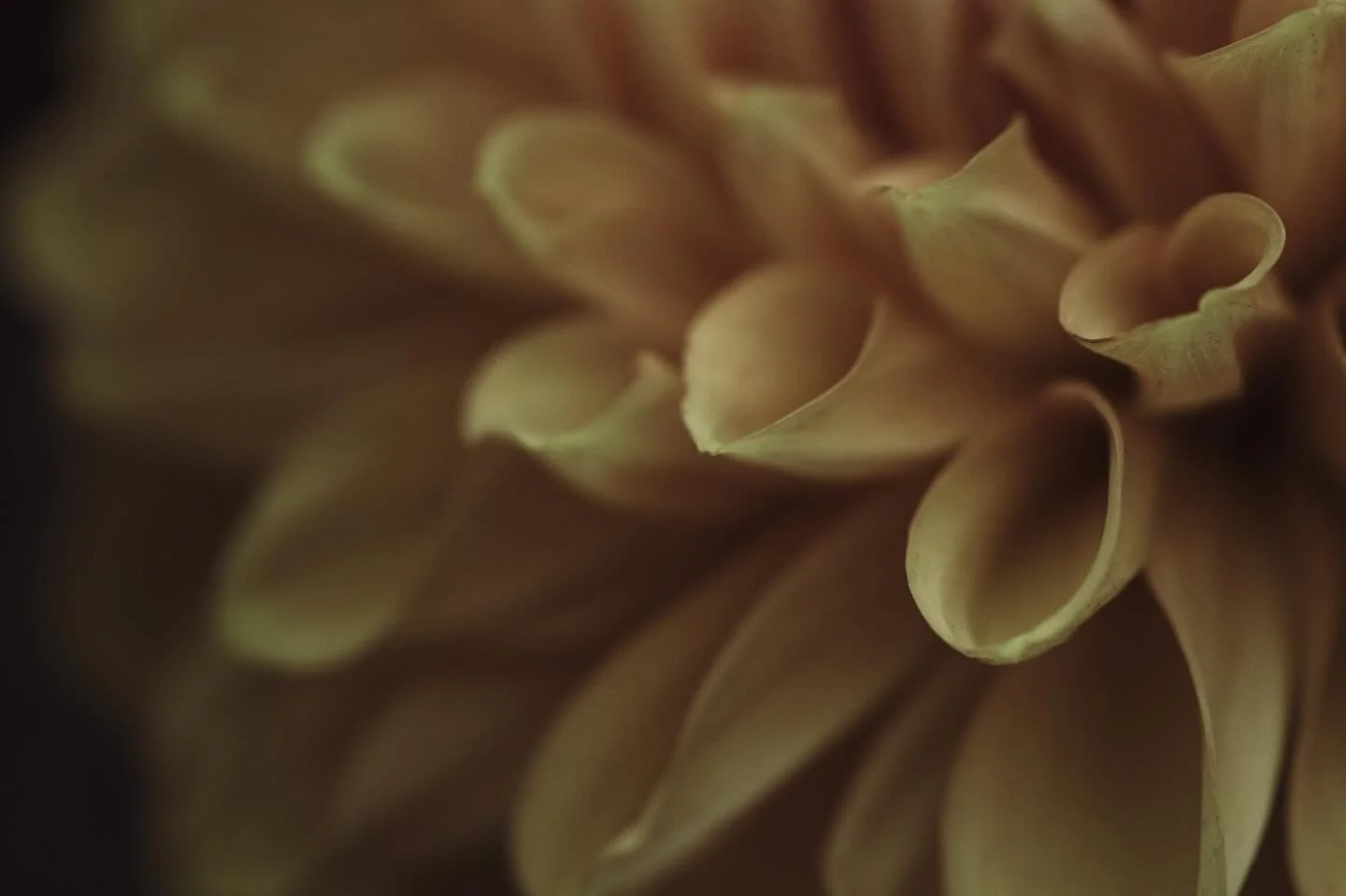 An open window 🧡

&bull;&bull;&bull;&bull;&bull;&bull;&bull;

#fifty_shades_of_macro
#ssitnikienelensbaby 
#velvet56
#macrophotography
#nature_obsession
#naturephotography
#macro_brilliance 
#charme_of_macro 
#nature_perfection 
#macro_vision
#macro