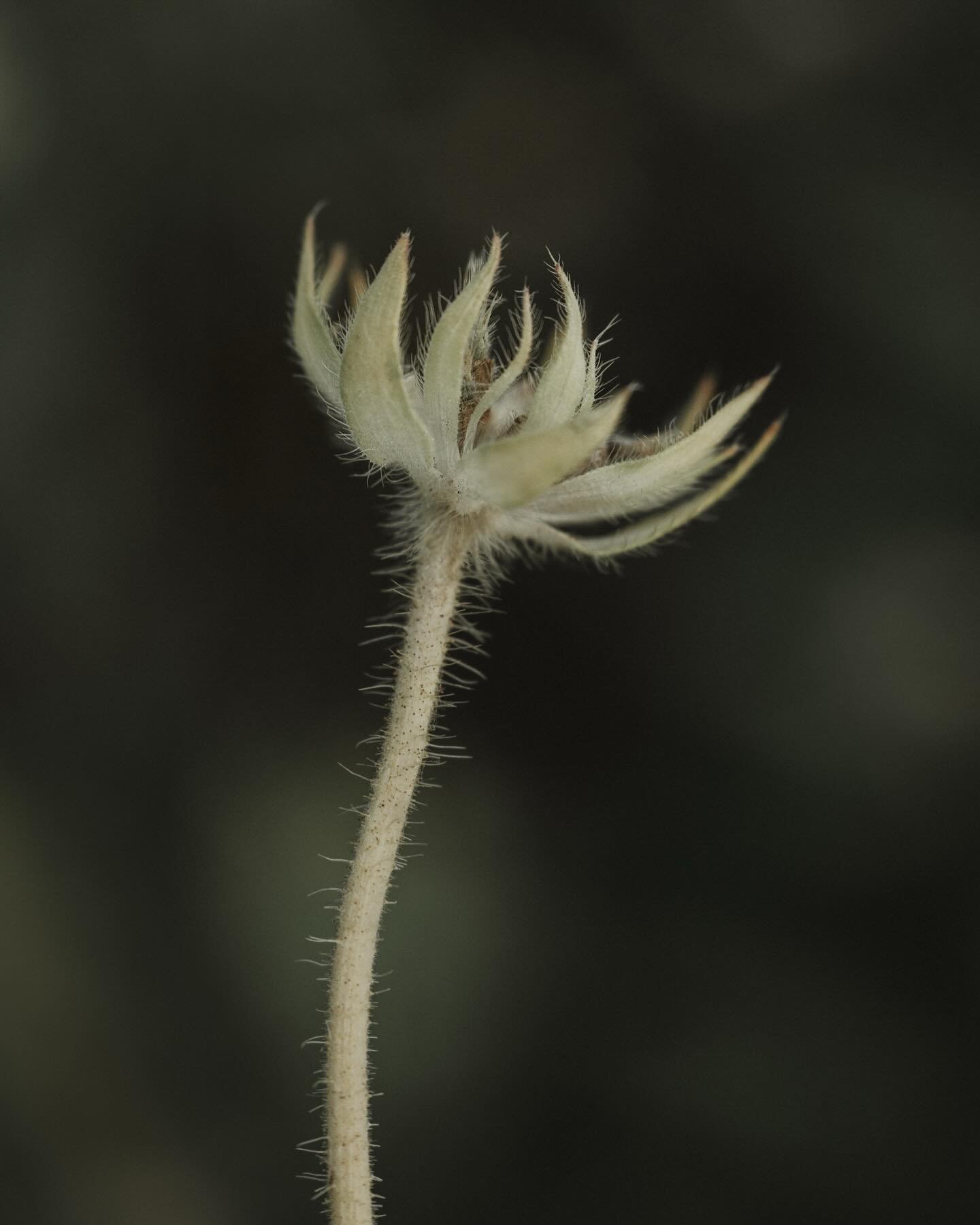 Regression 🤎

&bull;&bull;&bull;&bull;&bull;&bull;&bull;

#fifty_shades_of_macro #velvet56 #macrophotography
#flowers #nature