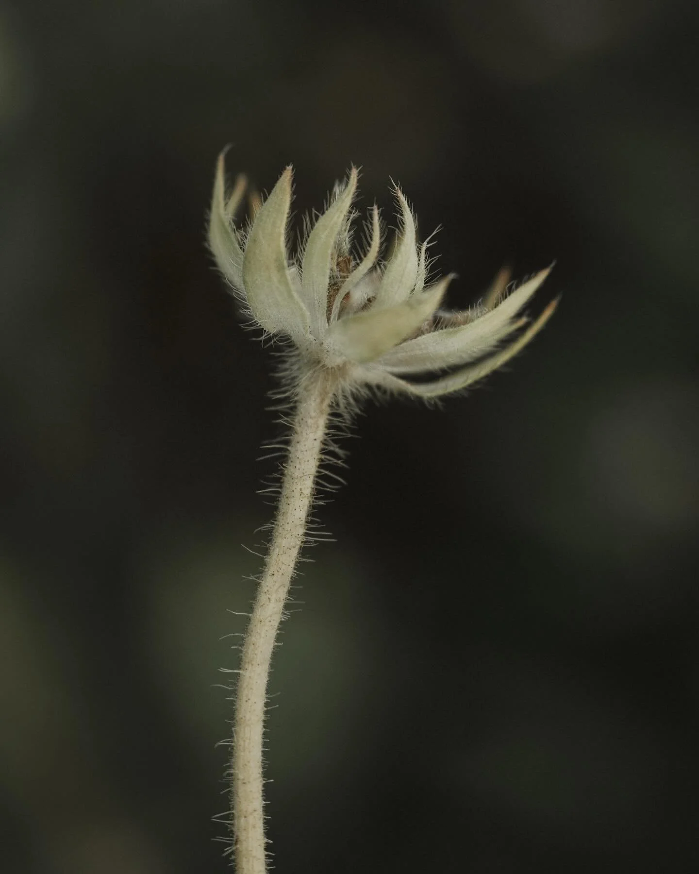 Regression 🤎

&bull;&bull;&bull;&bull;&bull;&bull;&bull;

#fifty_shades_of_macro #velvet56 #macrophotography
#flowers #nature