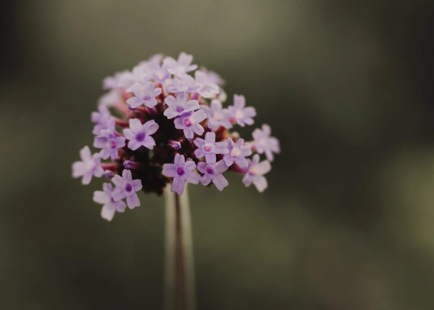 Silently awaiting 💜

&bull;&bull;&bull;&bull;&bull;&bull;&bull;

#fineartphotography