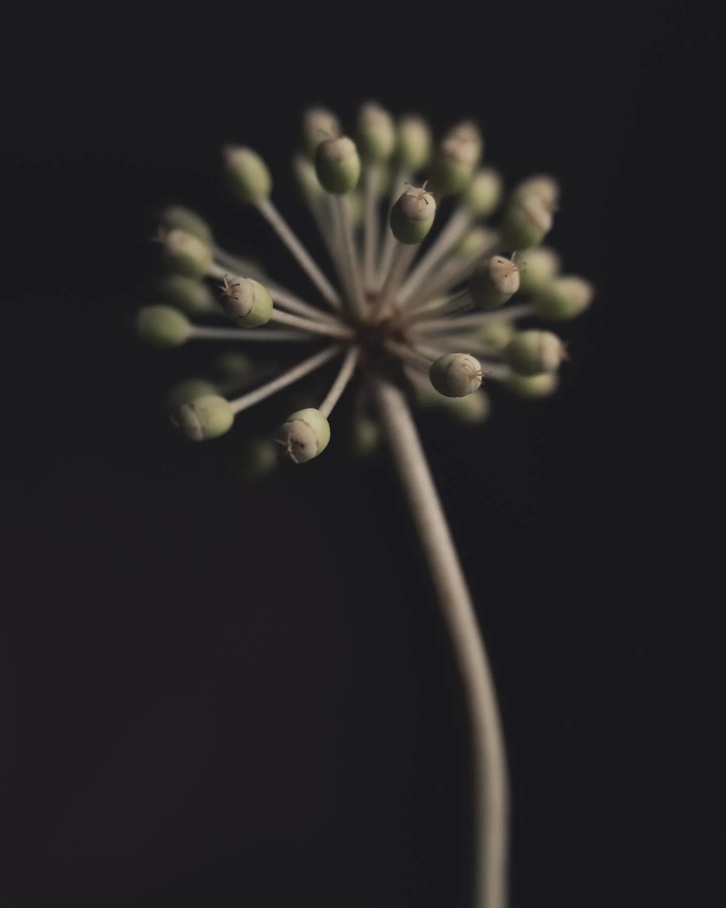 Fragments 🤎

&bull;&bull;&bull;&bull;&bull;&bull;&bull;

#fifty_shades_of_macro #velvet56 #macrophotography
#flowers #nature