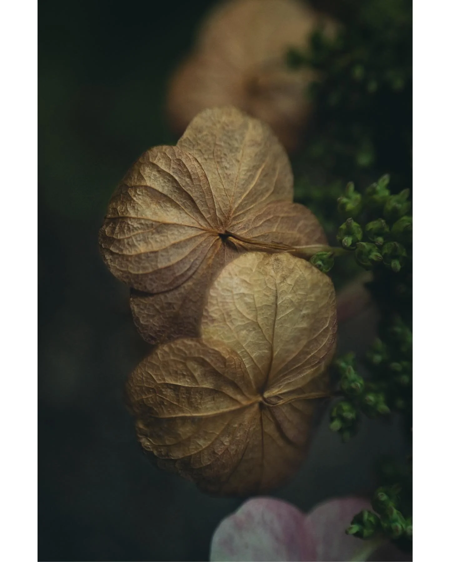 Honesty 🤎

&bull;&bull;&bull;&bull;&bull;&bull;&bull;

#fifty_shades_of_macro #velvet56 #macrophotography
#flowers #nature