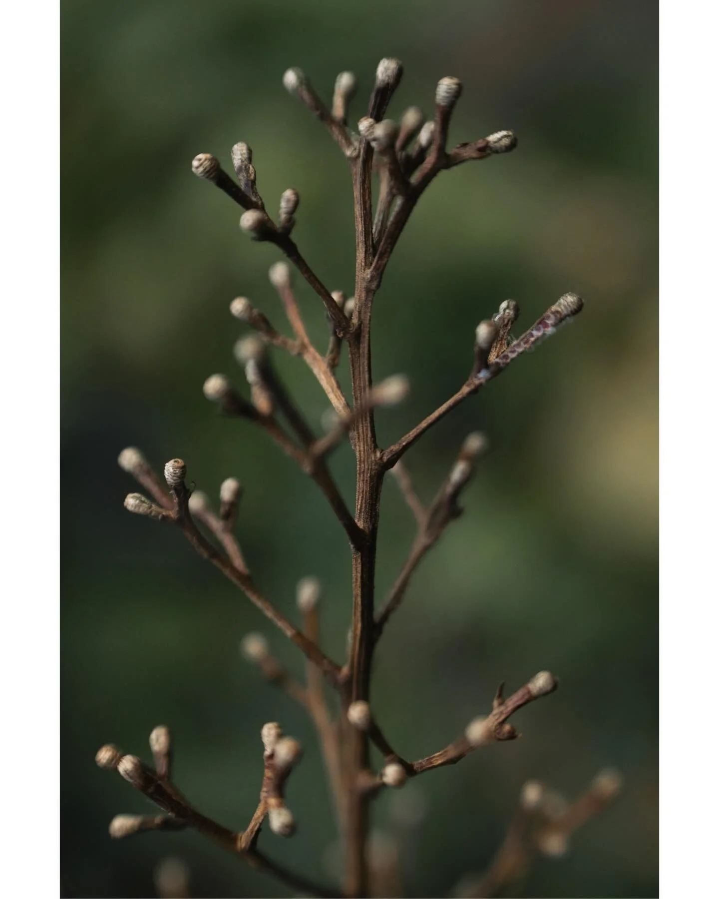 Remembrance 🤎 

&bull;&bull;&bull;&bull;&bull;&bull;&bull;

#macro #velvet56 #macrophotography
#flowers #nature