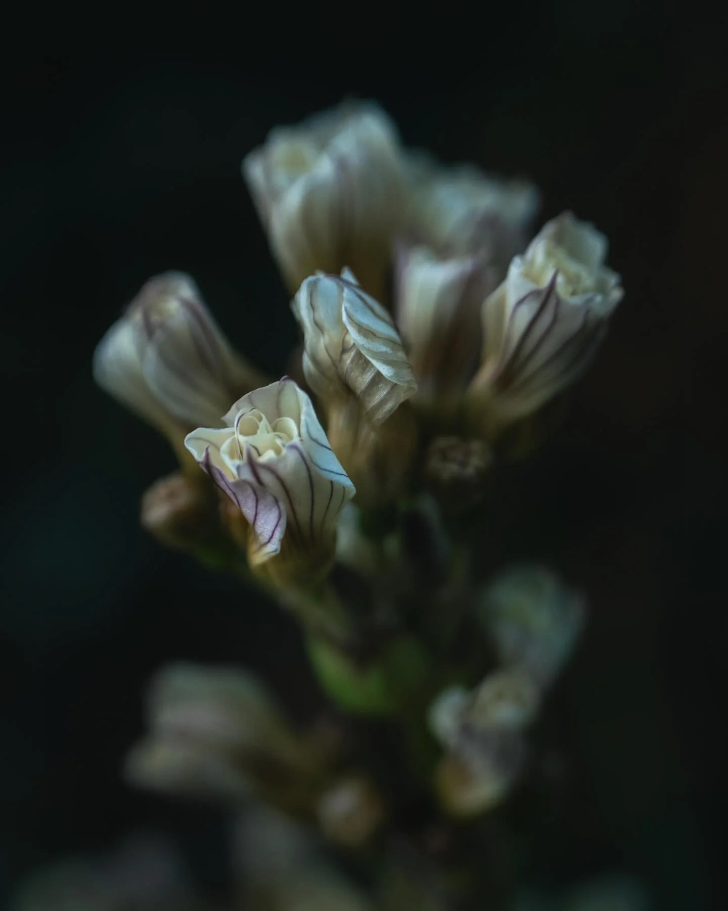 Forbidden 🤍

&bull;&bull;&bull;&bull;&bull;&bull;&bull;

#macrophotography #nature #lensbabyusa #botanical #flowerstagram