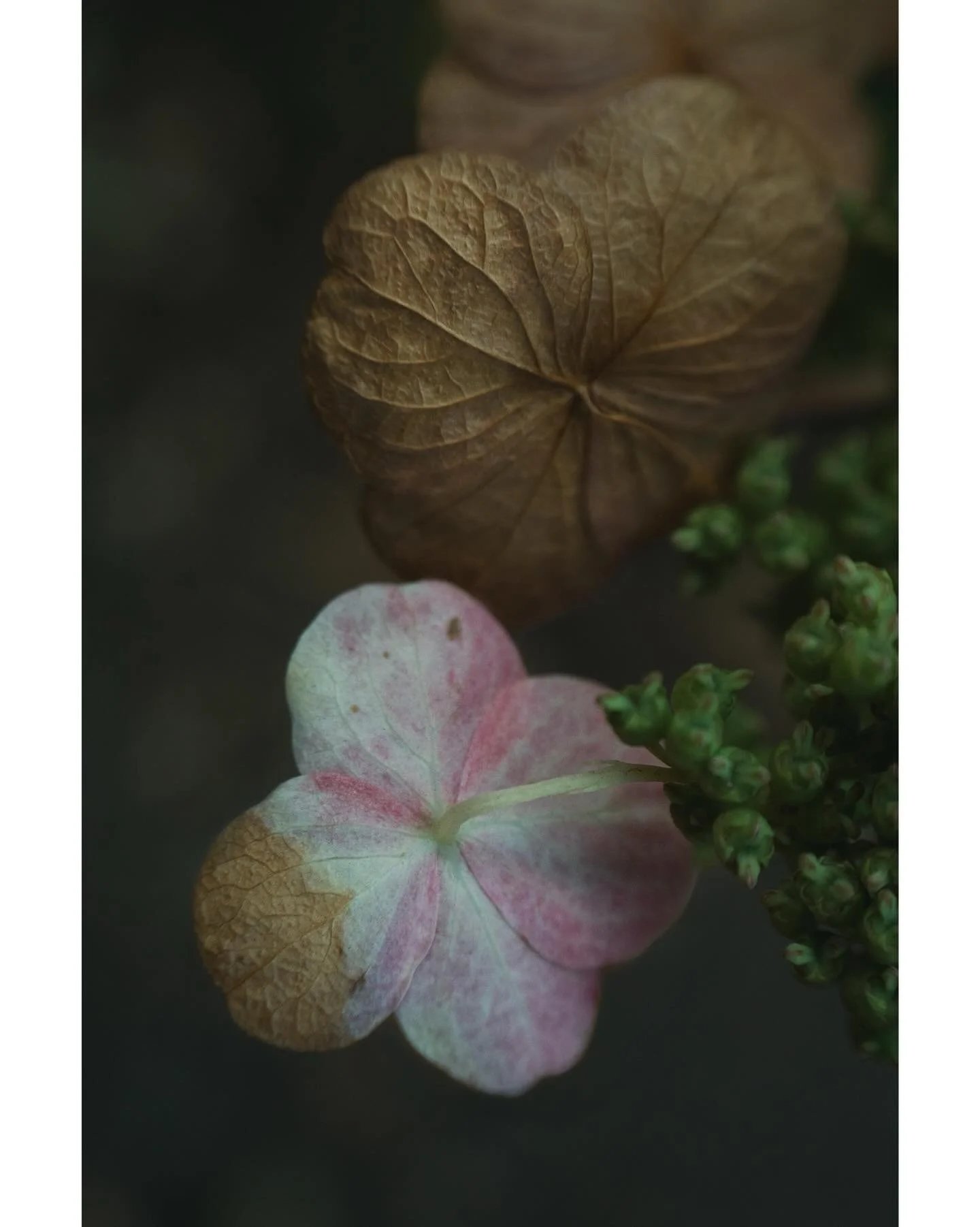 Reassurance 🤎

&bull;&bull;&bull;&bull;&bull;&bull;&bull;

#macrophotography #nature #lensbabyusa #botanical #flowerstagram