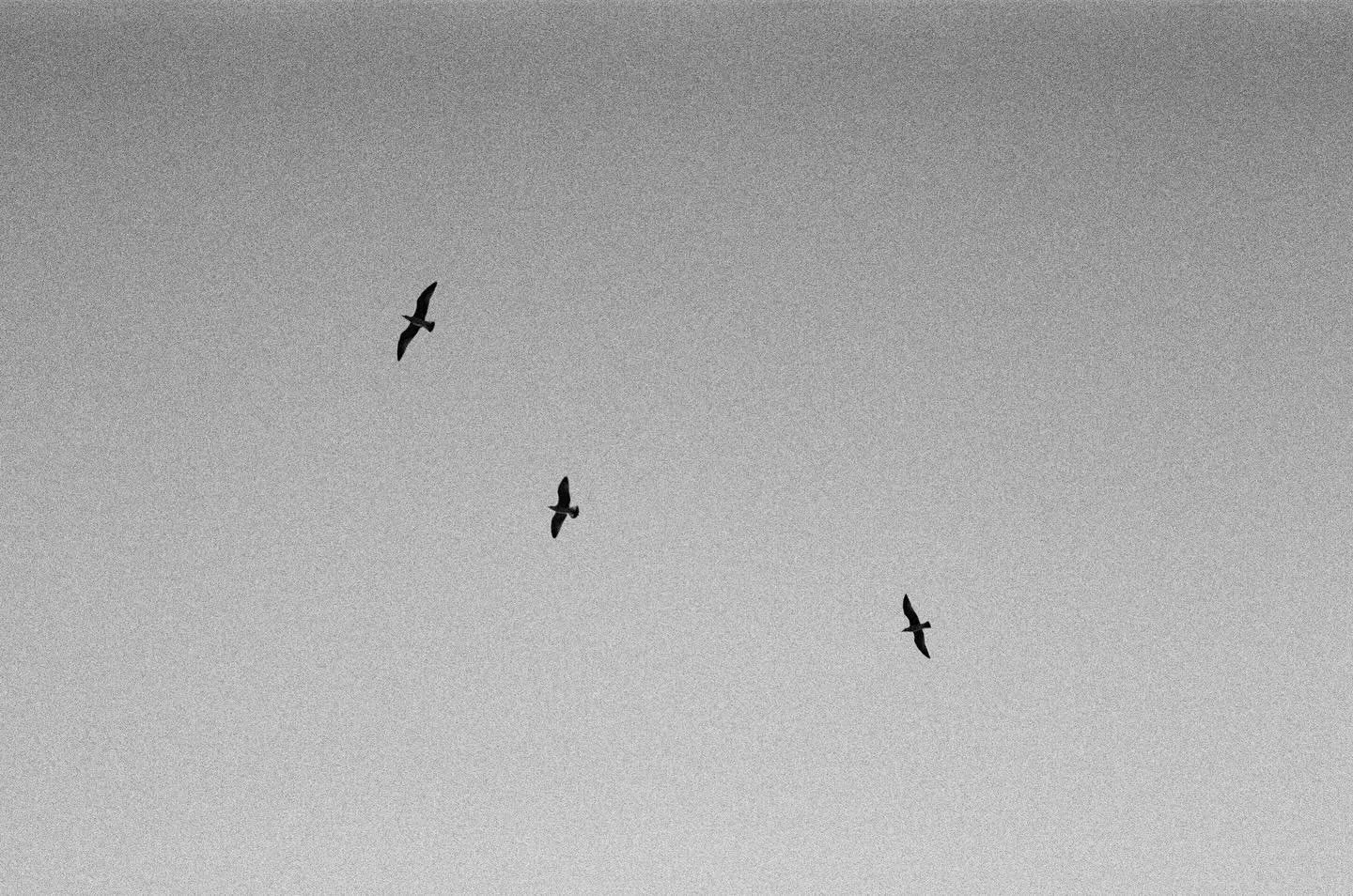 In the air 🖤

&bull;&bull;&bull;&bull;&bull;&bull;&bull;

#blackandwhitephotography #blackandwhite #filmphotography #hp5 #hp5plus