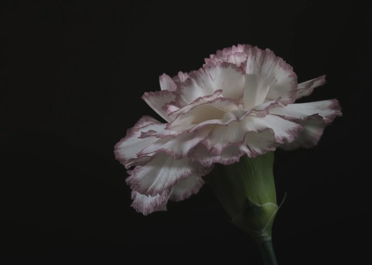 Innocence 🤍

&bull;&bull;&bull;&bull;&bull;&bull;&bull;

#macrophotography #nature #lensbabyusa #botanicalart #offcameraflashphotography