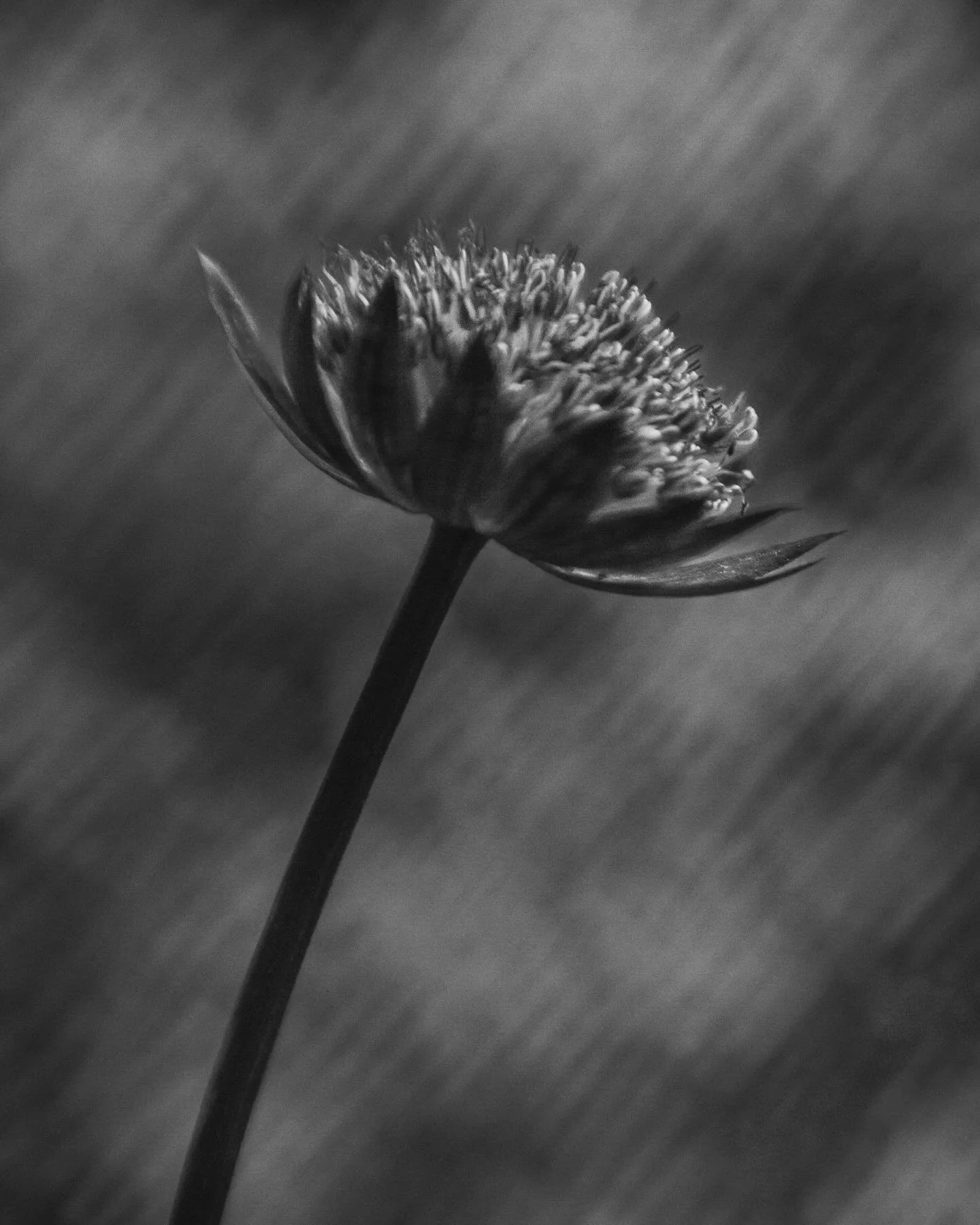 Intuition 🖤

&bull;&bull;&bull;&bull;&bull;&bull;&bull;

#fifty_shades_of_macro #lbdgii #macrophotography
#flowers #nature