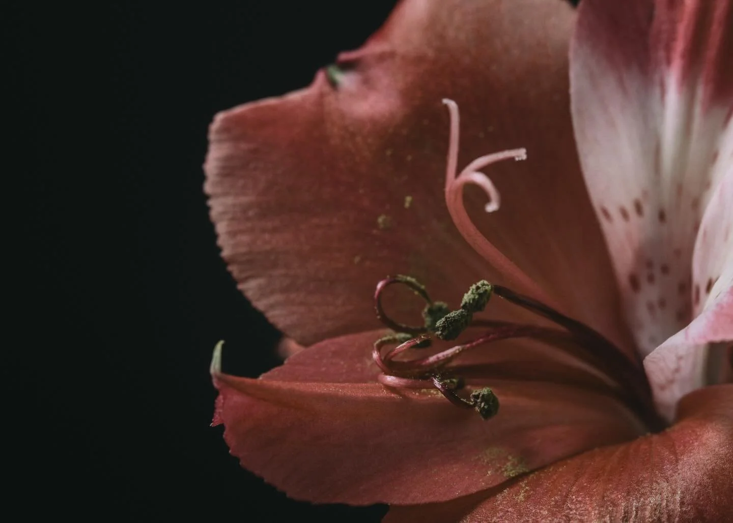 Speak the truth &hearts;️

&bull;&bull;&bull;&bull;&bull;&bull;&bull;

#macrophotography #nature #lensbabyusa #botanicalart #offcameraflashphotography