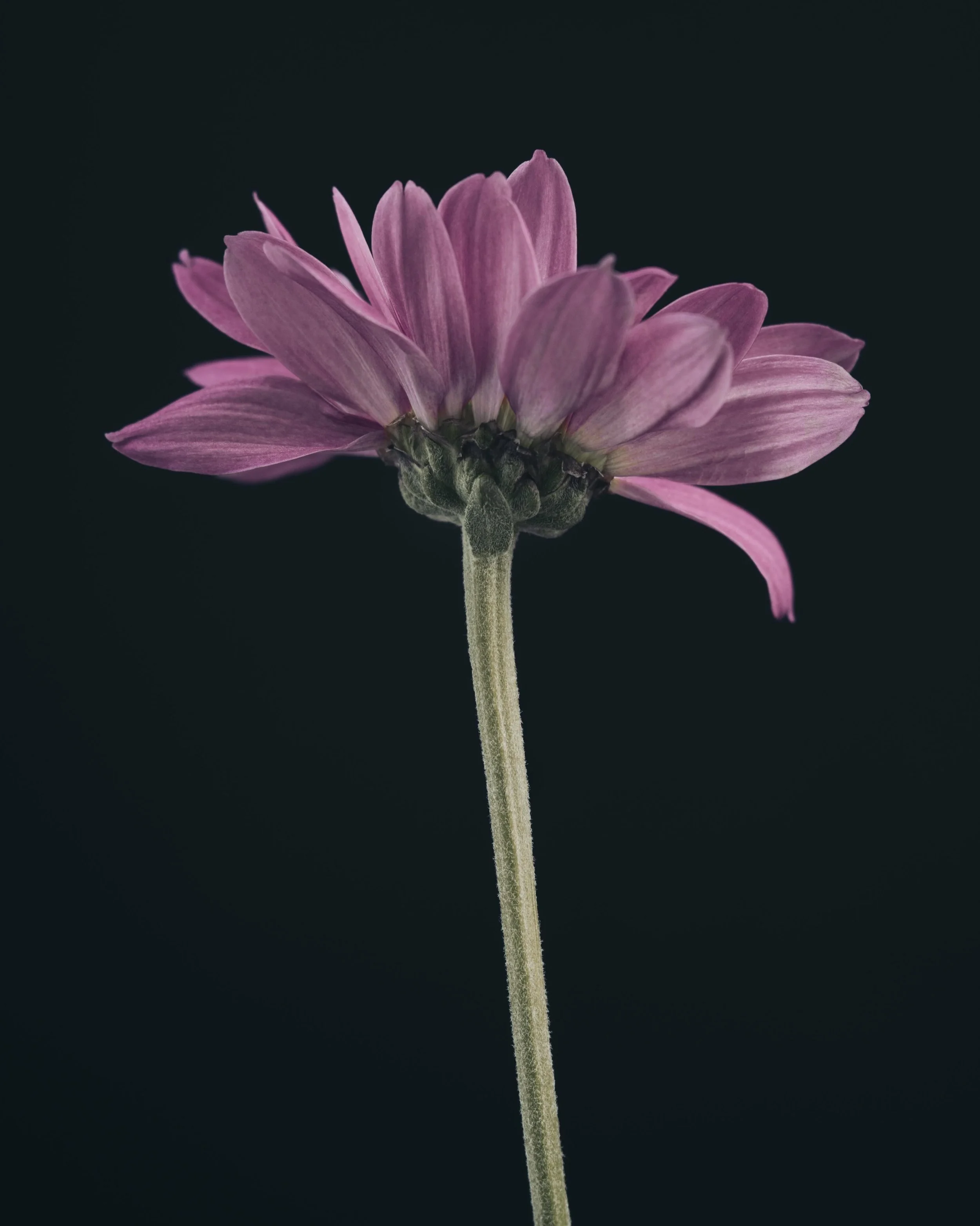 Everlasting 🩷

&bull;&bull;&bull;&bull;&bull;&bull;&bull;

#macrophotography #nature #lensbabyusa #botanicalart #flowerphotographylover