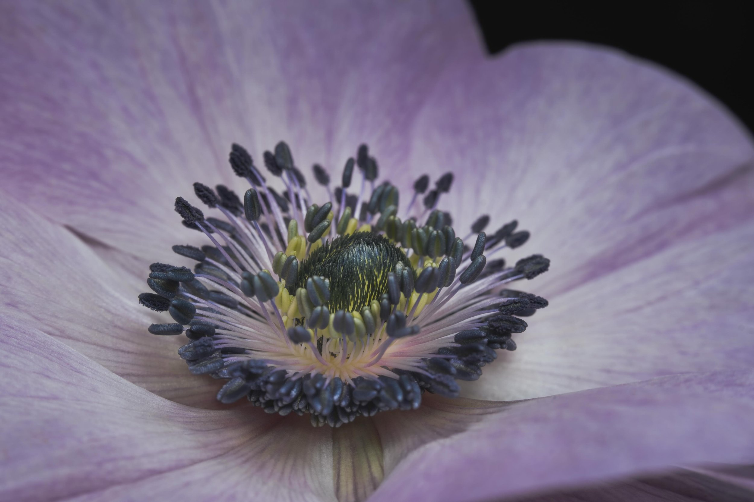 Encapsulated 💜

&bull;&bull;&bull;&bull;&bull;&bull;&bull;

#macrophotography #nature #lensbabyusa #botanicalart #offcameraflashphotography