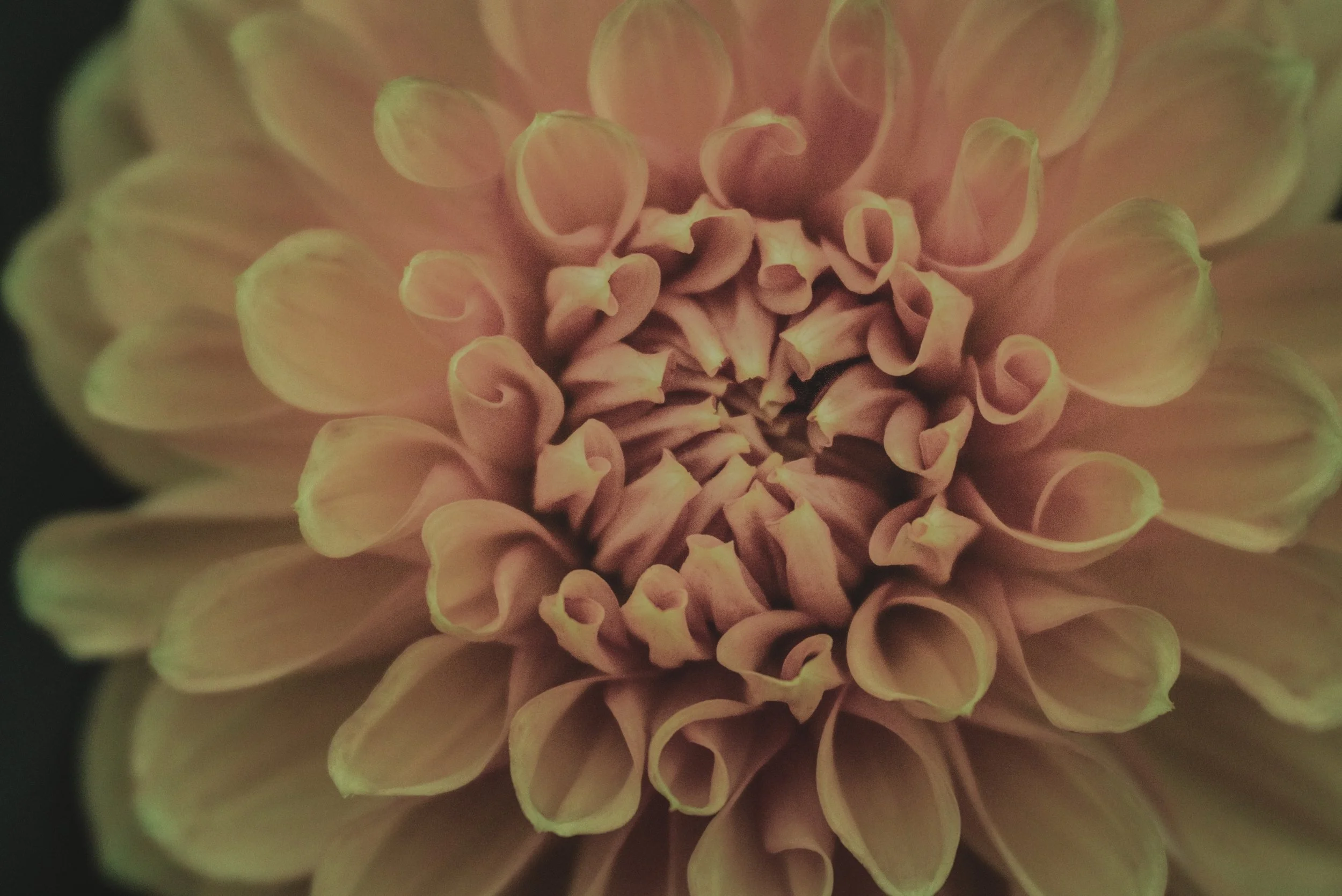 Continuation 💛

&bull;&bull;&bull;&bull;&bull;&bull;&bull;

#macrophotography #velvet56 #lensbabyusa #botanicalart #flowerphotographylover
