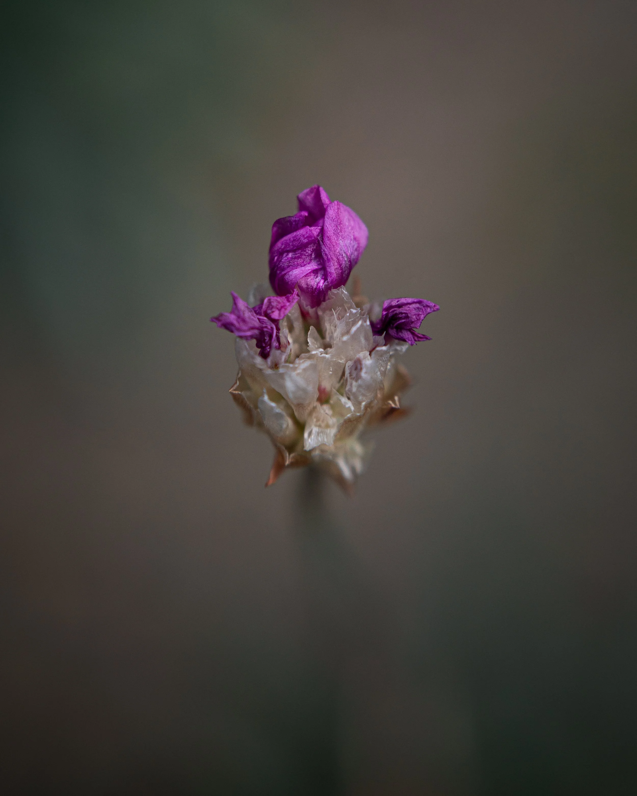 Sony & Canon Composition Fix 03.jpg