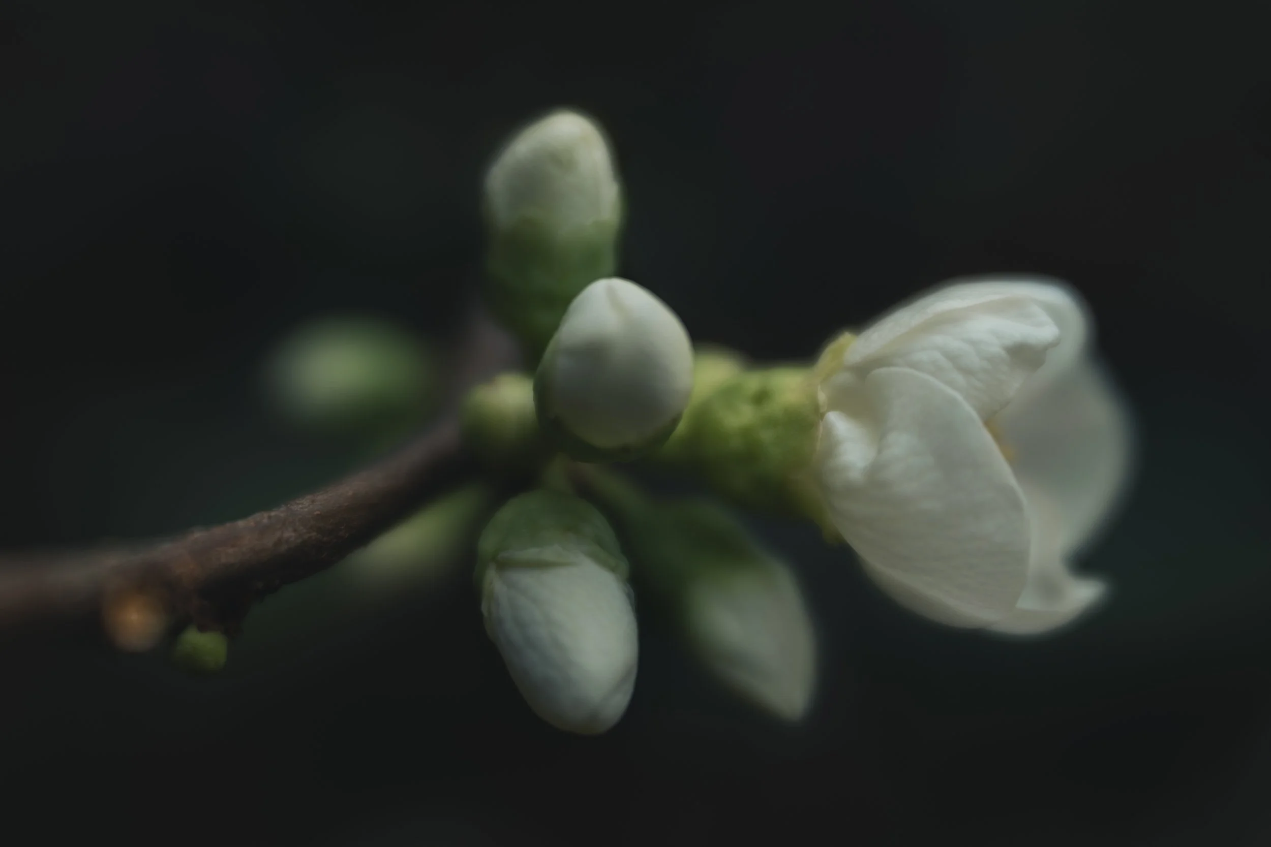 Florista Lensbaby_04.jpg