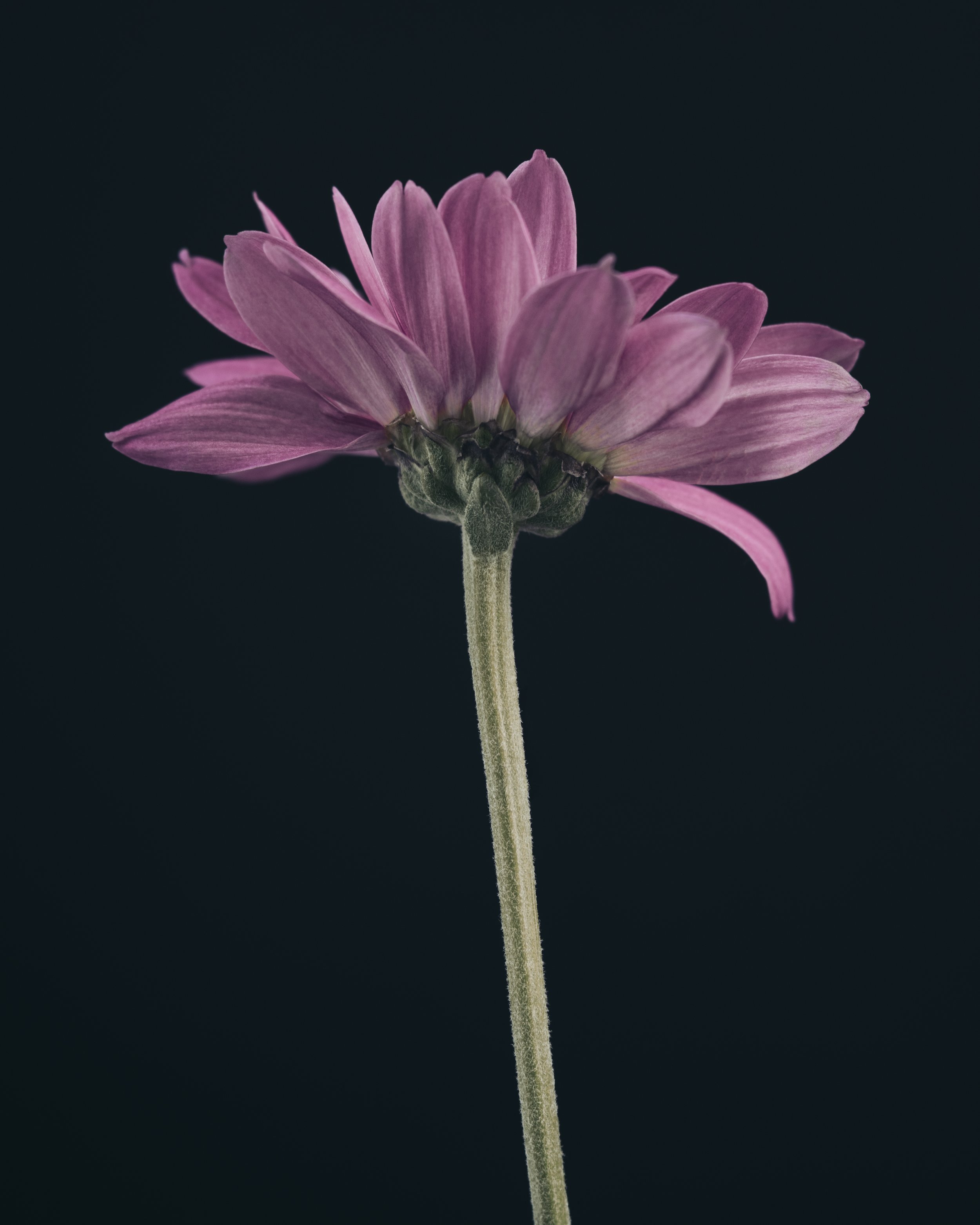 Flash Lights Home_03.jpg