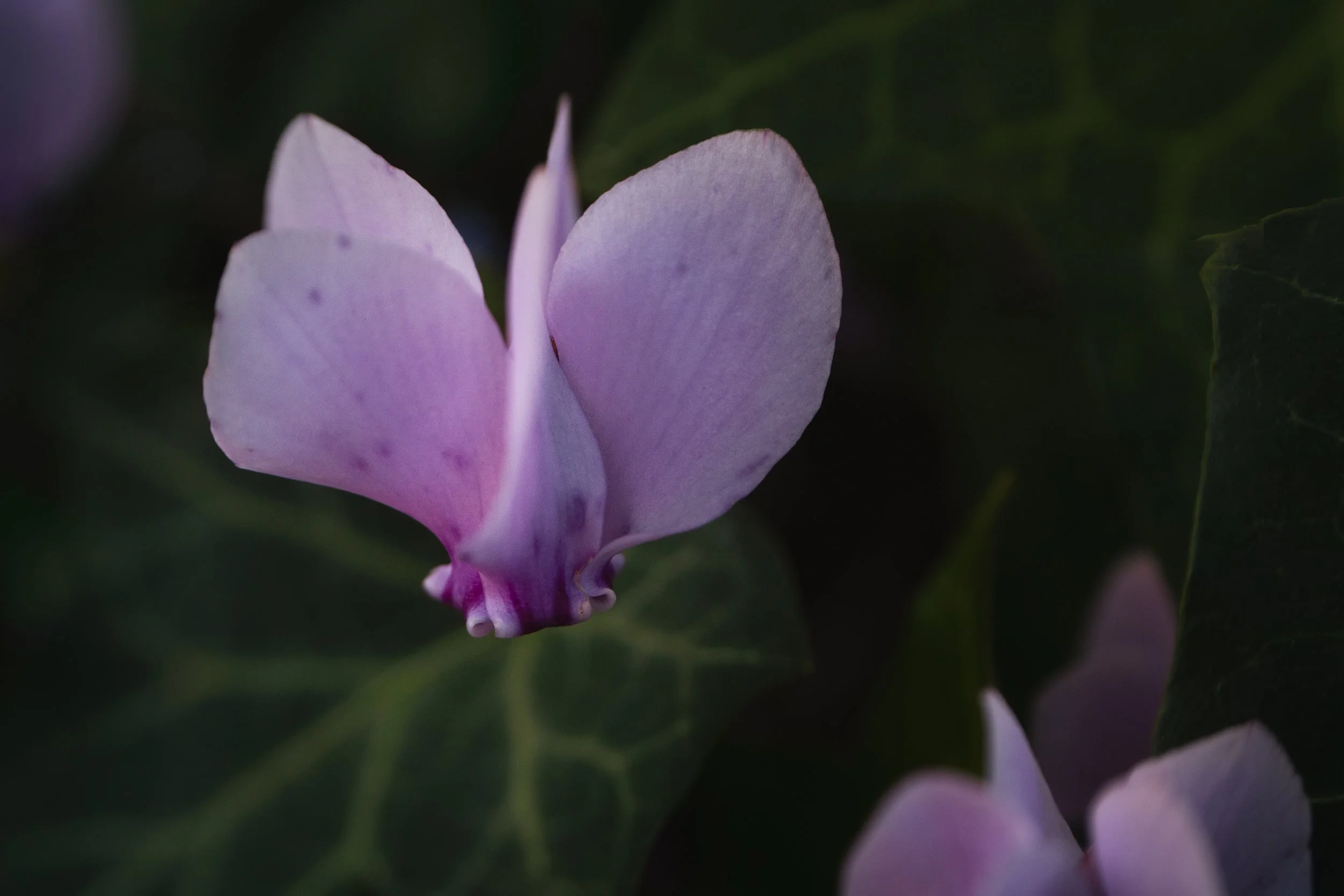 Florista Lensbaby_07.jpg