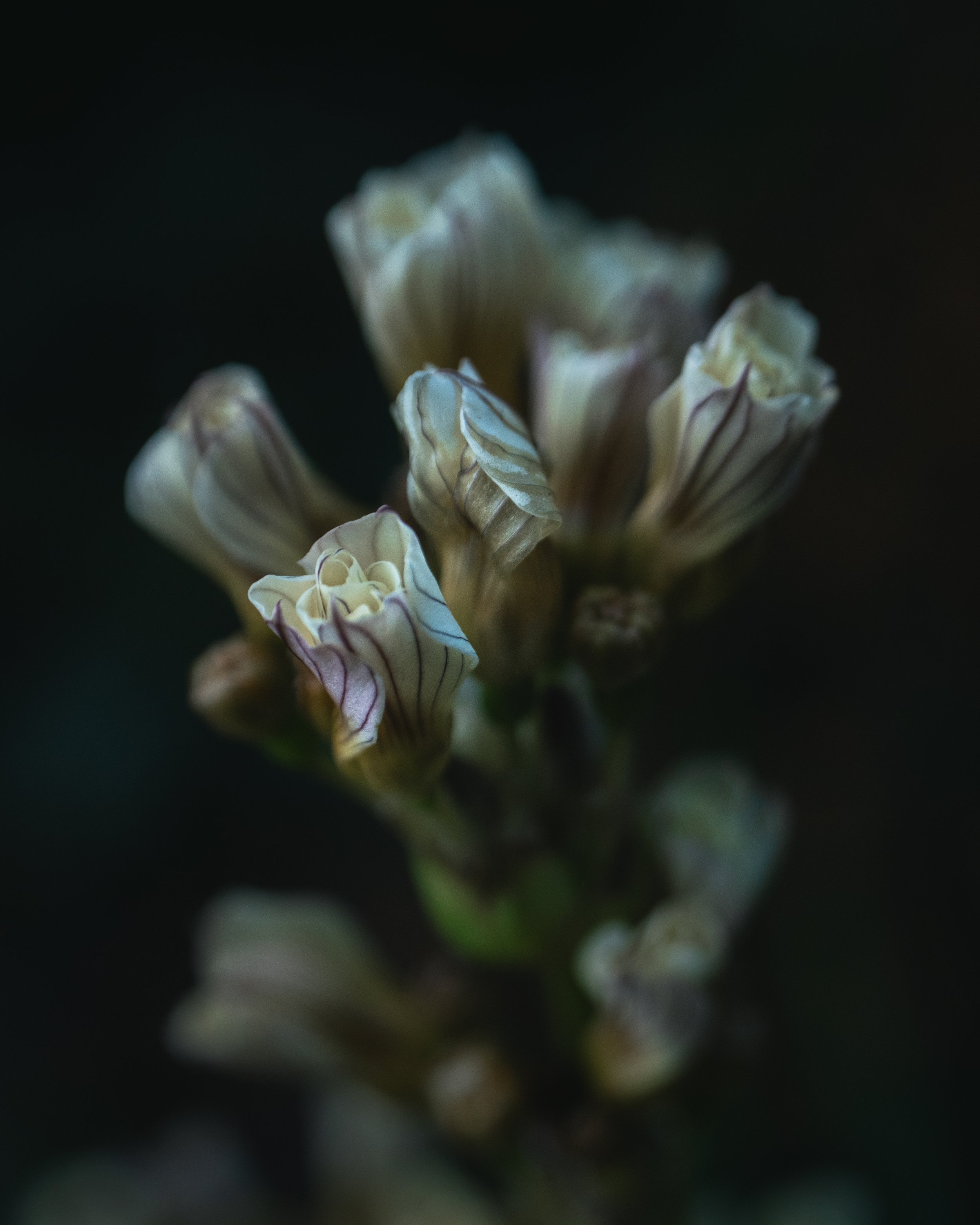 Florista Lensbaby_05.jpg