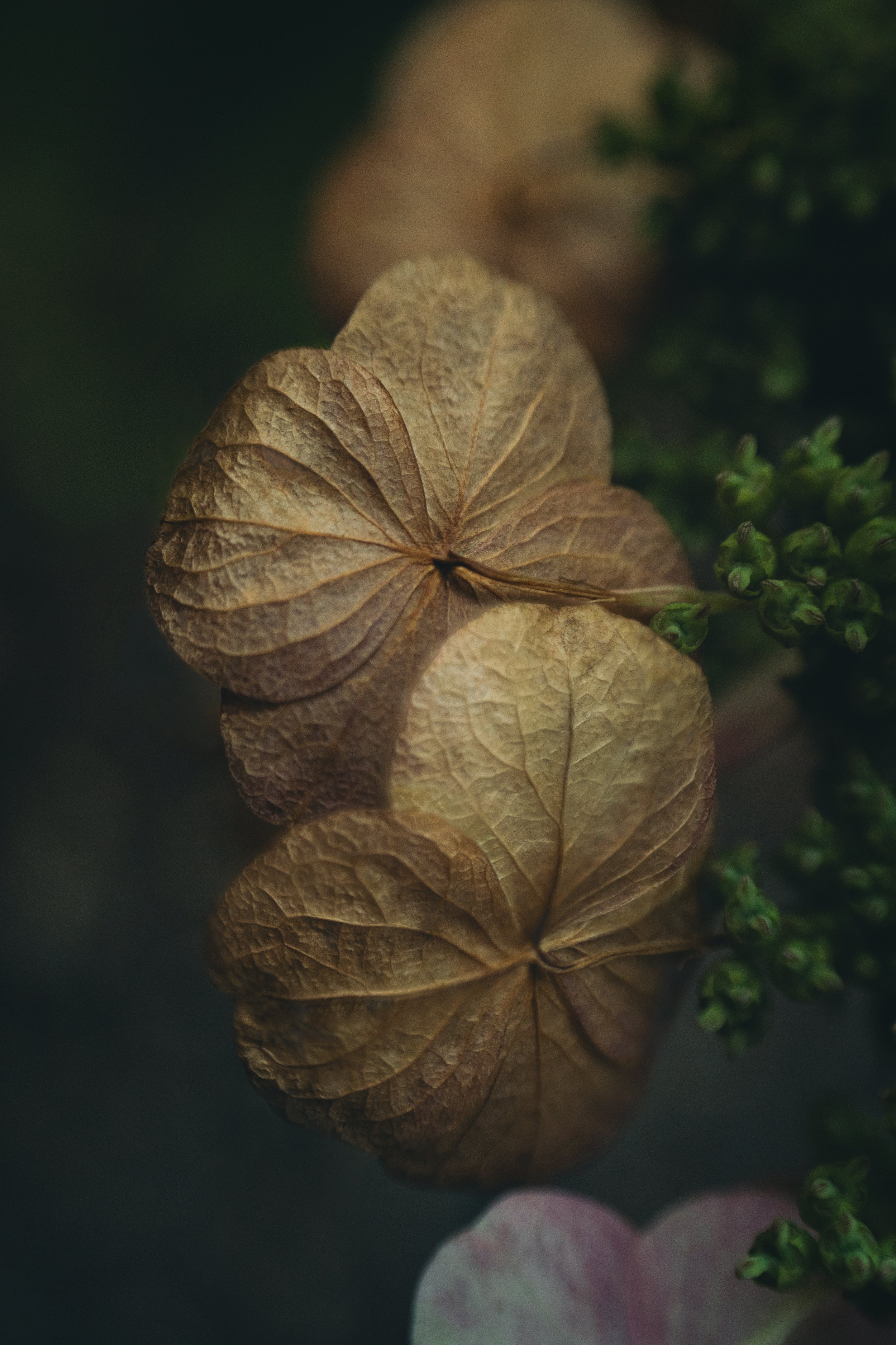 Florista Lensbaby_09.jpg