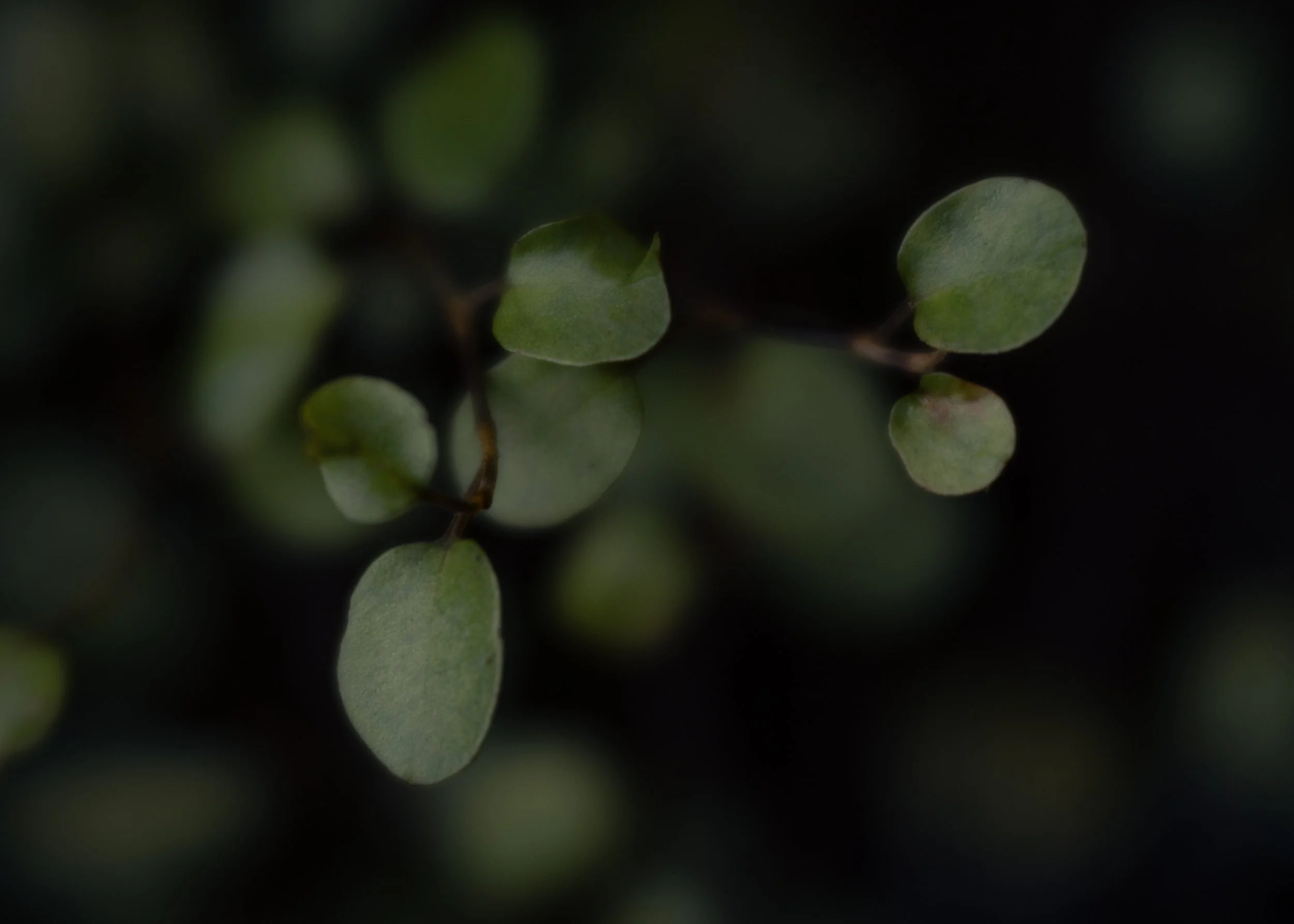 Lensbaby Velvet 56