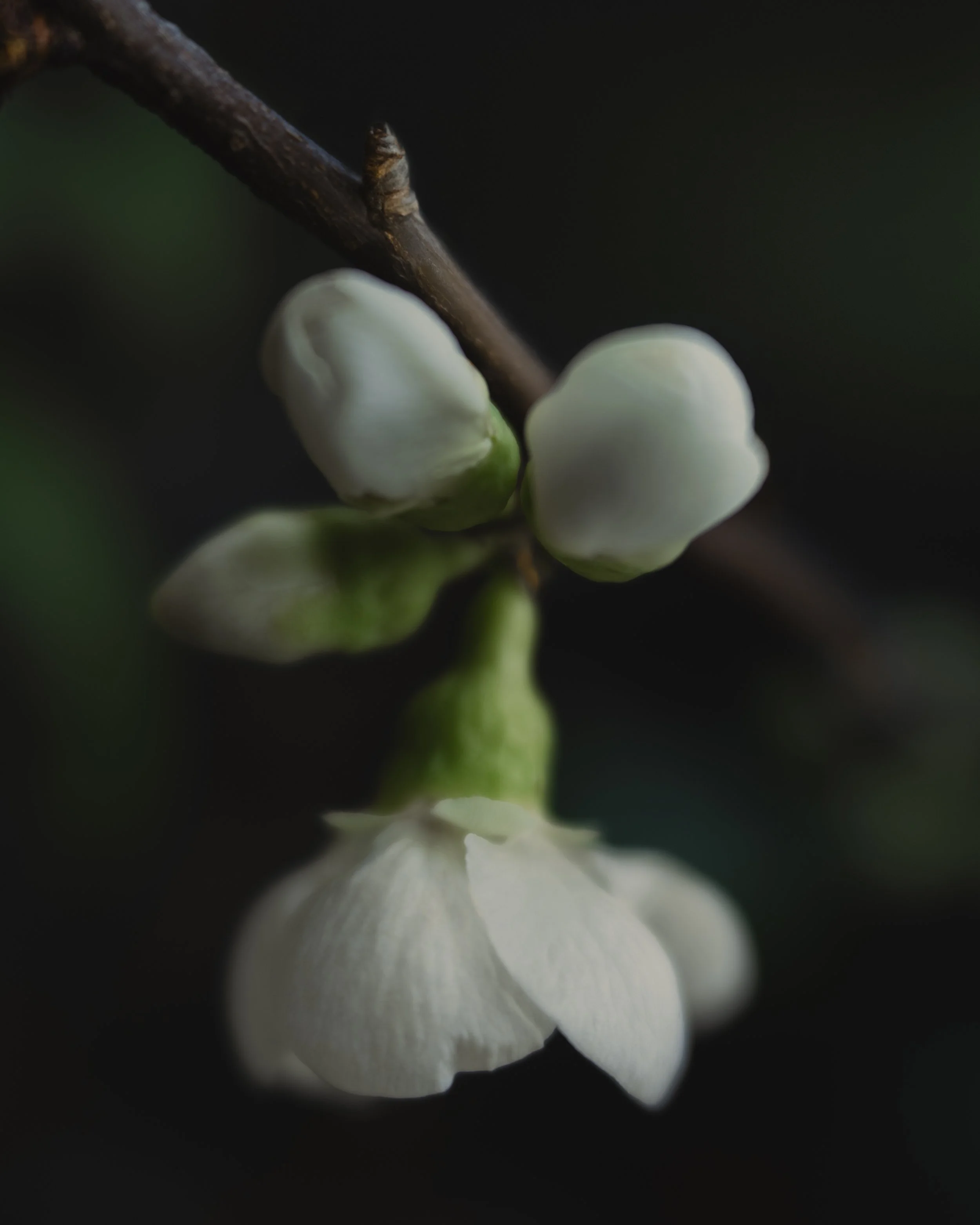 Florista Lensbaby_03.jpg