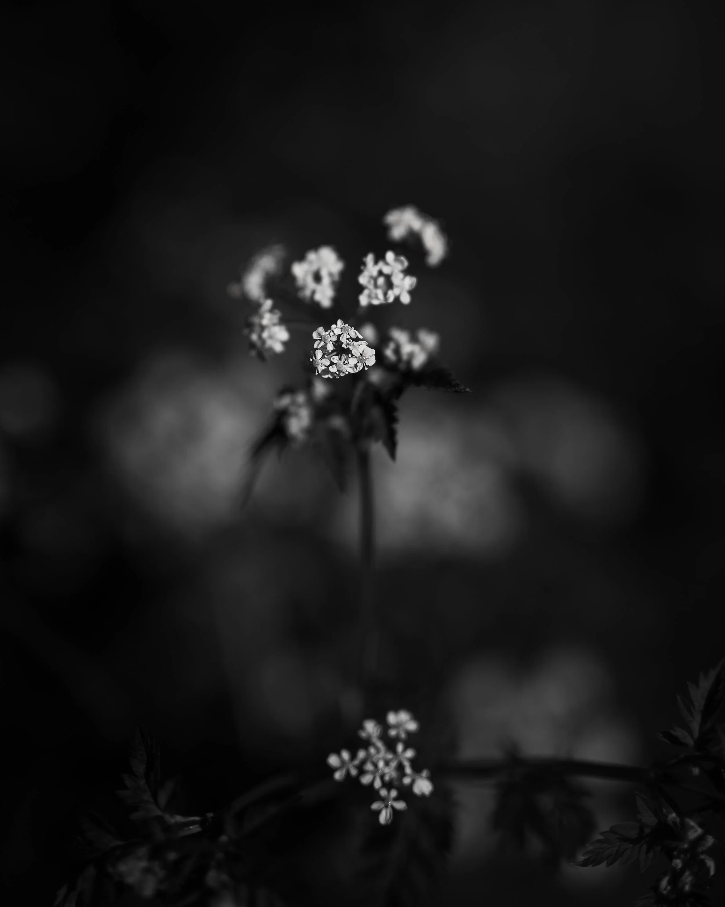 Sony & Canon Composition Fix 06.jpg