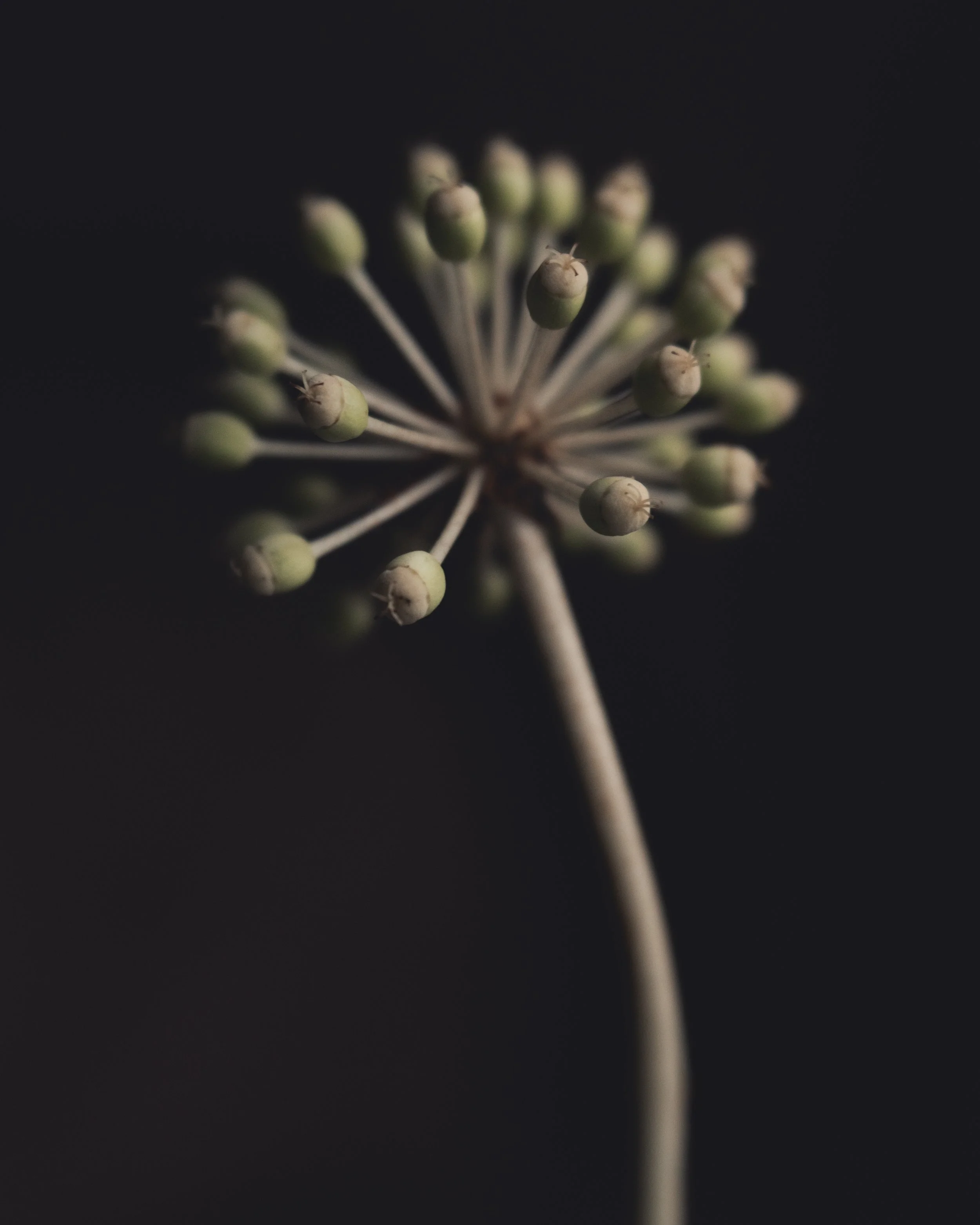 Florista Lensbaby_15.jpg