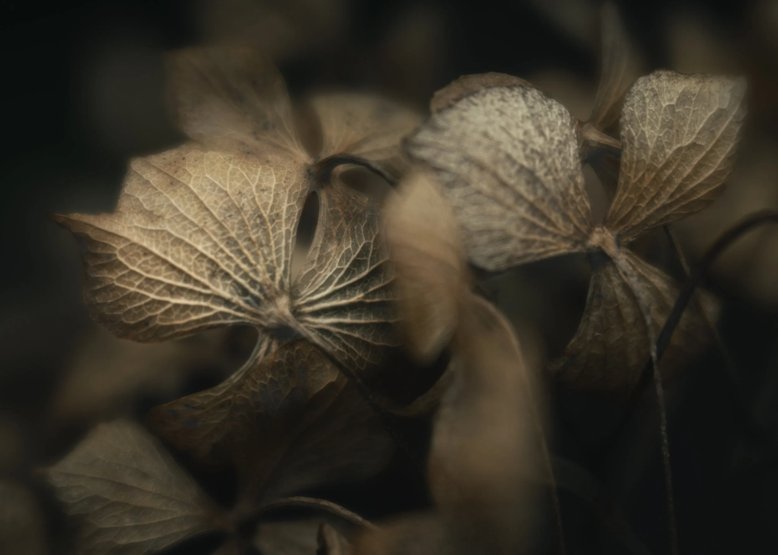 Florista Lensbaby_10.jpg